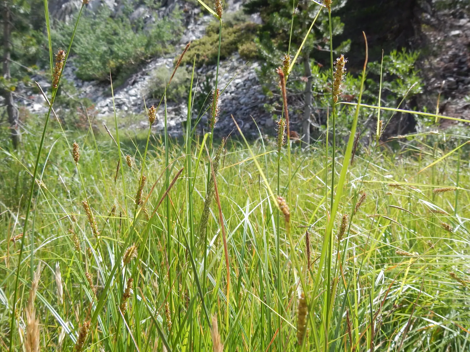 Slender Sedge (Carex Lasiocarpa) — grass / ground cover with white blooms; which allows for elegant vertical accents within a moist garden, image 107