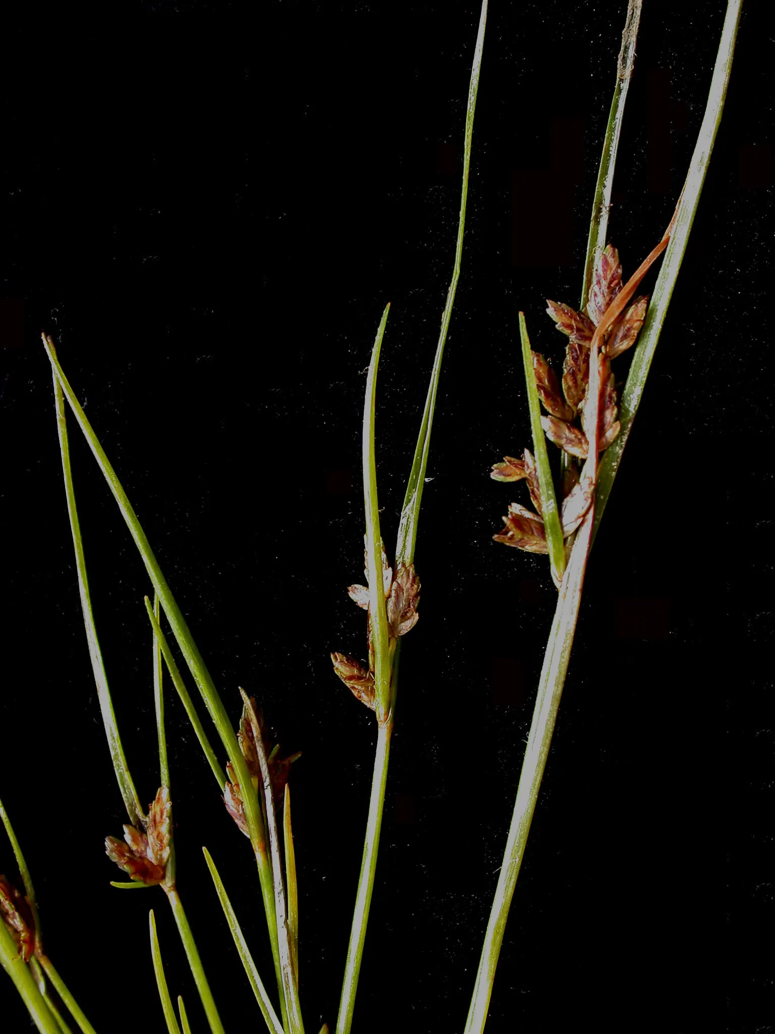 Slender Sedge (Carex Lasiocarpa) — providing a warm color transition into the colder months.<br><br>For the landscape designer