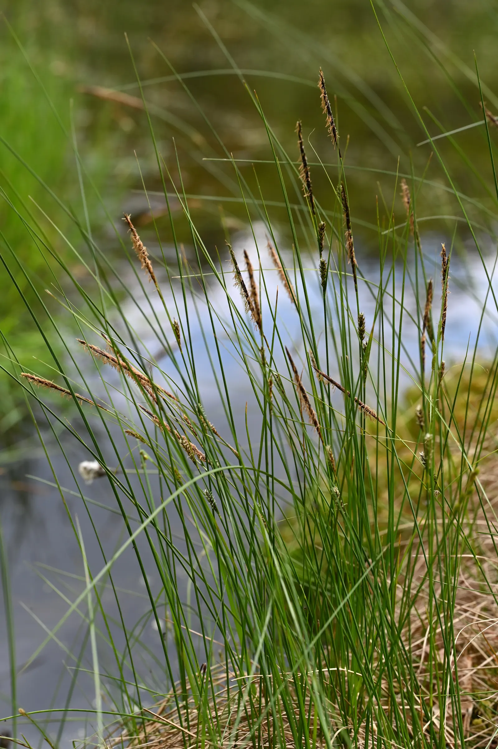 Slender Sedge (Carex Lasiocarpa) — Carex lasiocarpa maintains a narrow; slender Sedge (Carex lasiocarpa) shines in wetland aesthetics, image 70