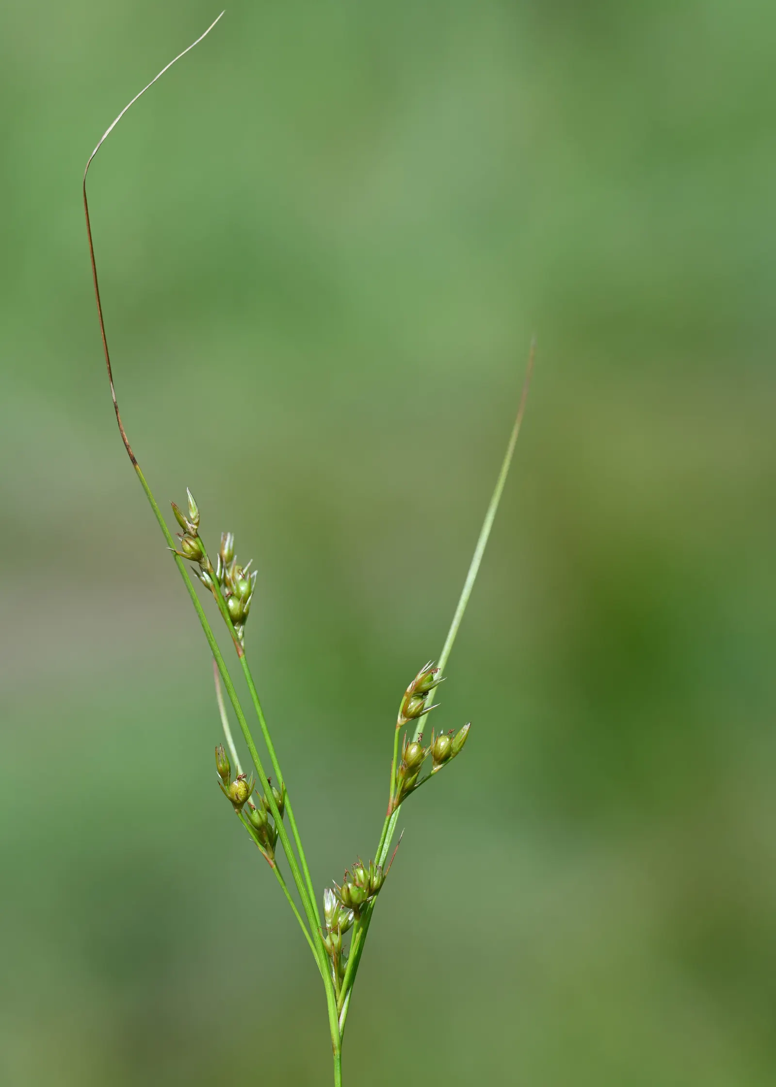 Slender Sedge (Carex Lasiocarpa) — The Slender Sedge's foliage turns a coppery-brown as the season progresses into autumn; is a captivating, image 102