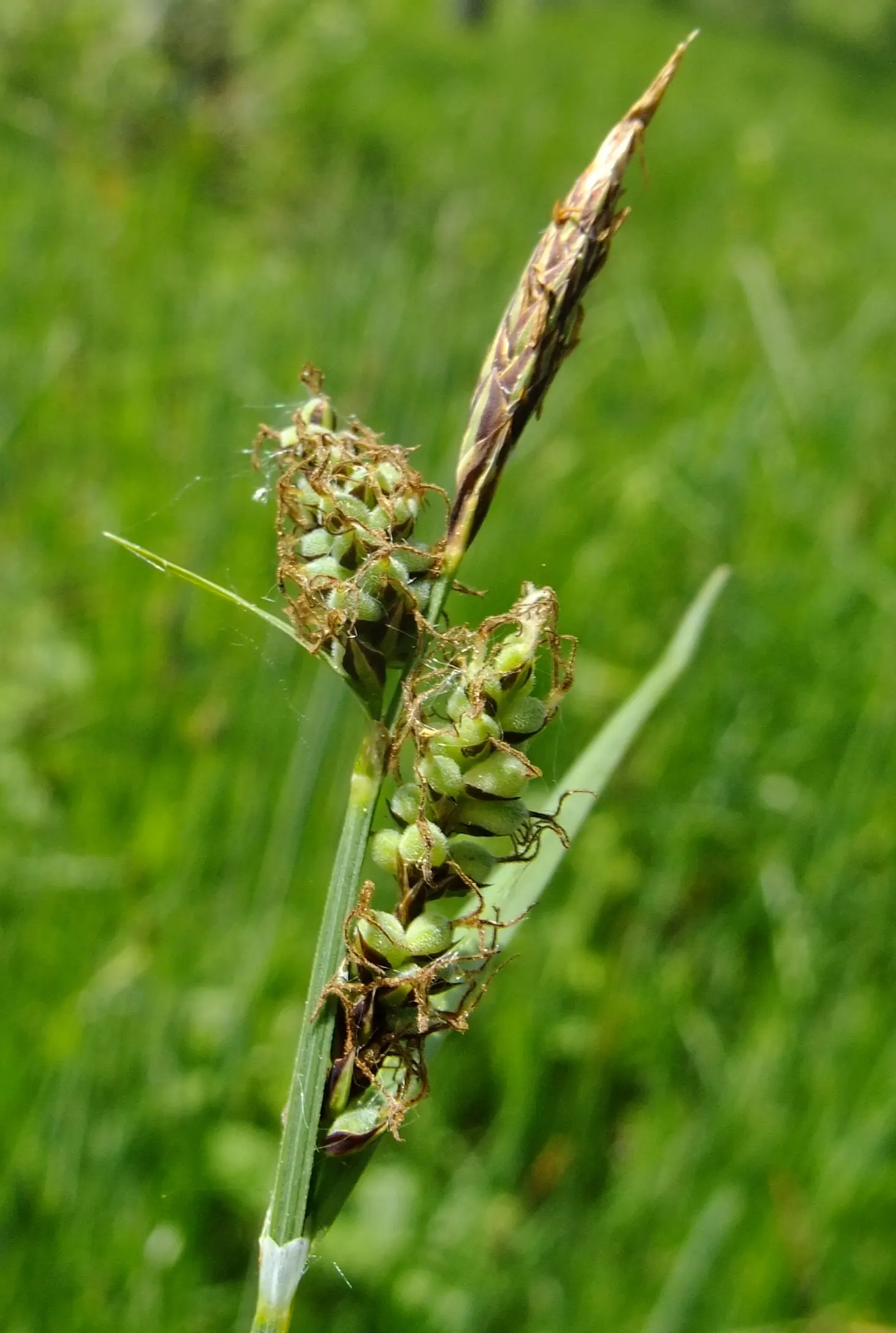 Slender Sedge (Carex Lasiocarpa) — it produces inconspicuous brown flower spikes in late spring to early summer; providing a warm color transition, image 127