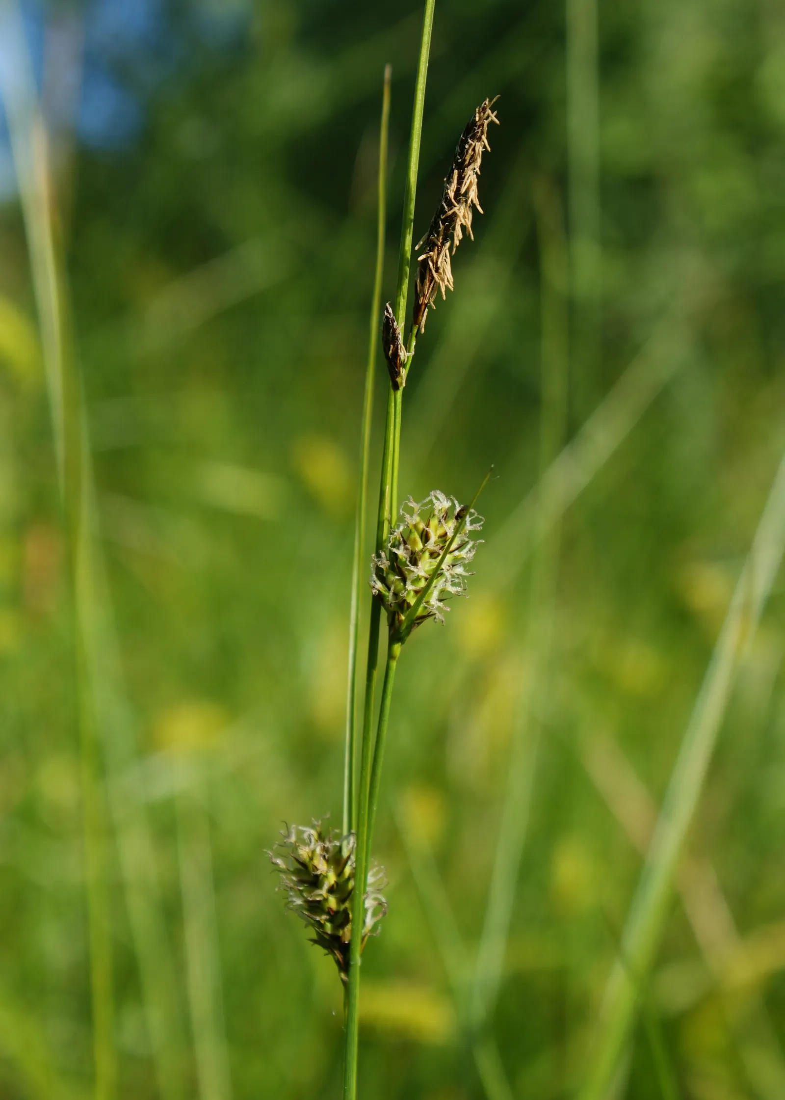 Slender Sedge (Carex Lasiocarpa) — the Slender Sedge flourishes when planted in full to partial sun exposure; grass / ground cover for half or shade, image 93