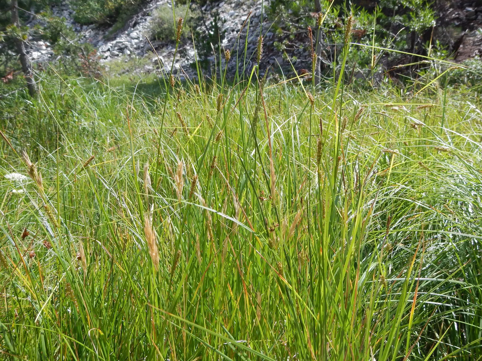 Slender Sedge (Carex Lasiocarpa) — grass / ground cover with white blooms; which allows for elegant vertical accents within a moist garden