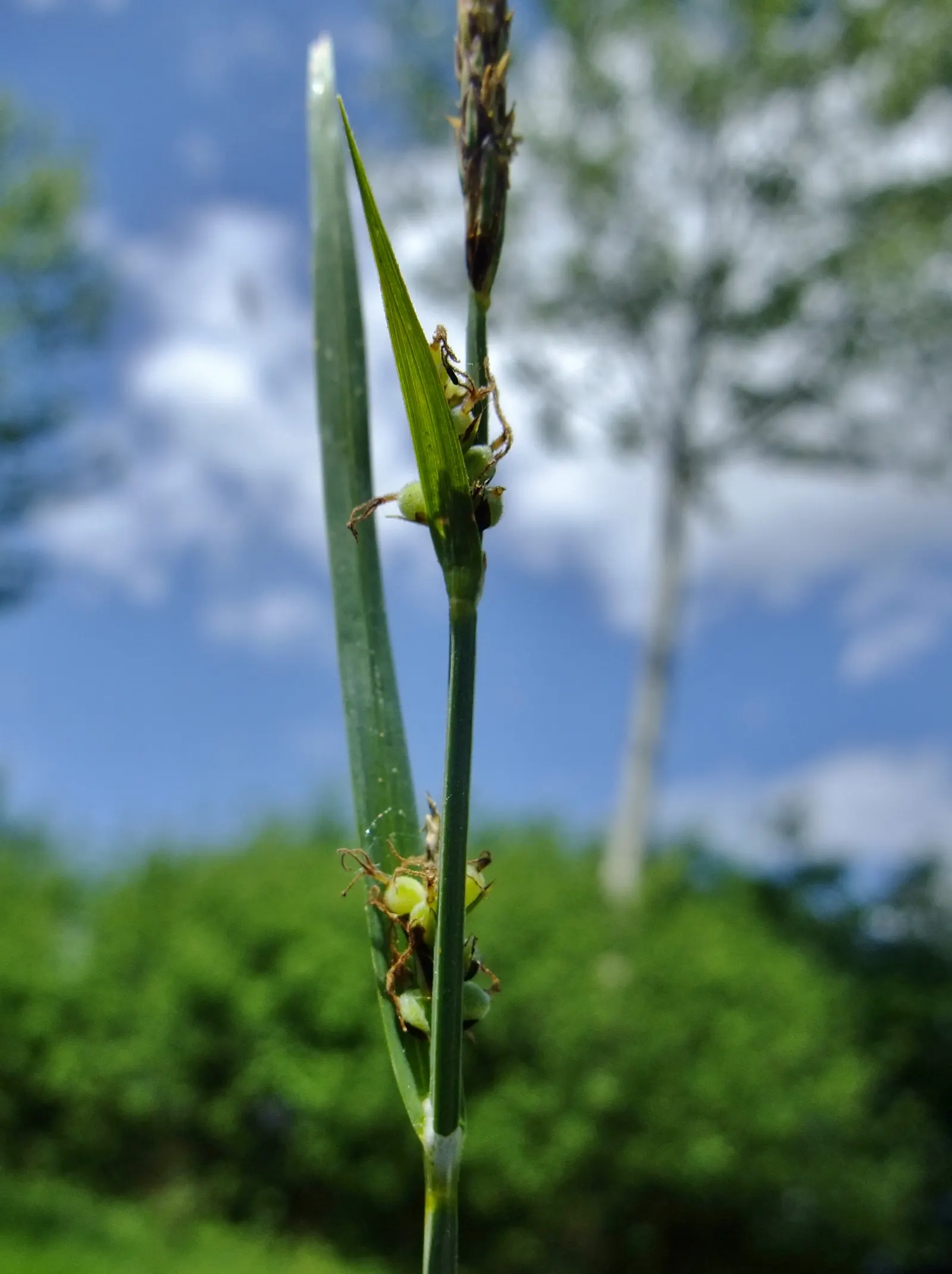 Slender Sedge (Carex Lasiocarpa) — Slender Sedge (Carex lasiocarpa) shines in wetland aesthetics; winter-hardy (zones 3-7), with feathery seed, image 109