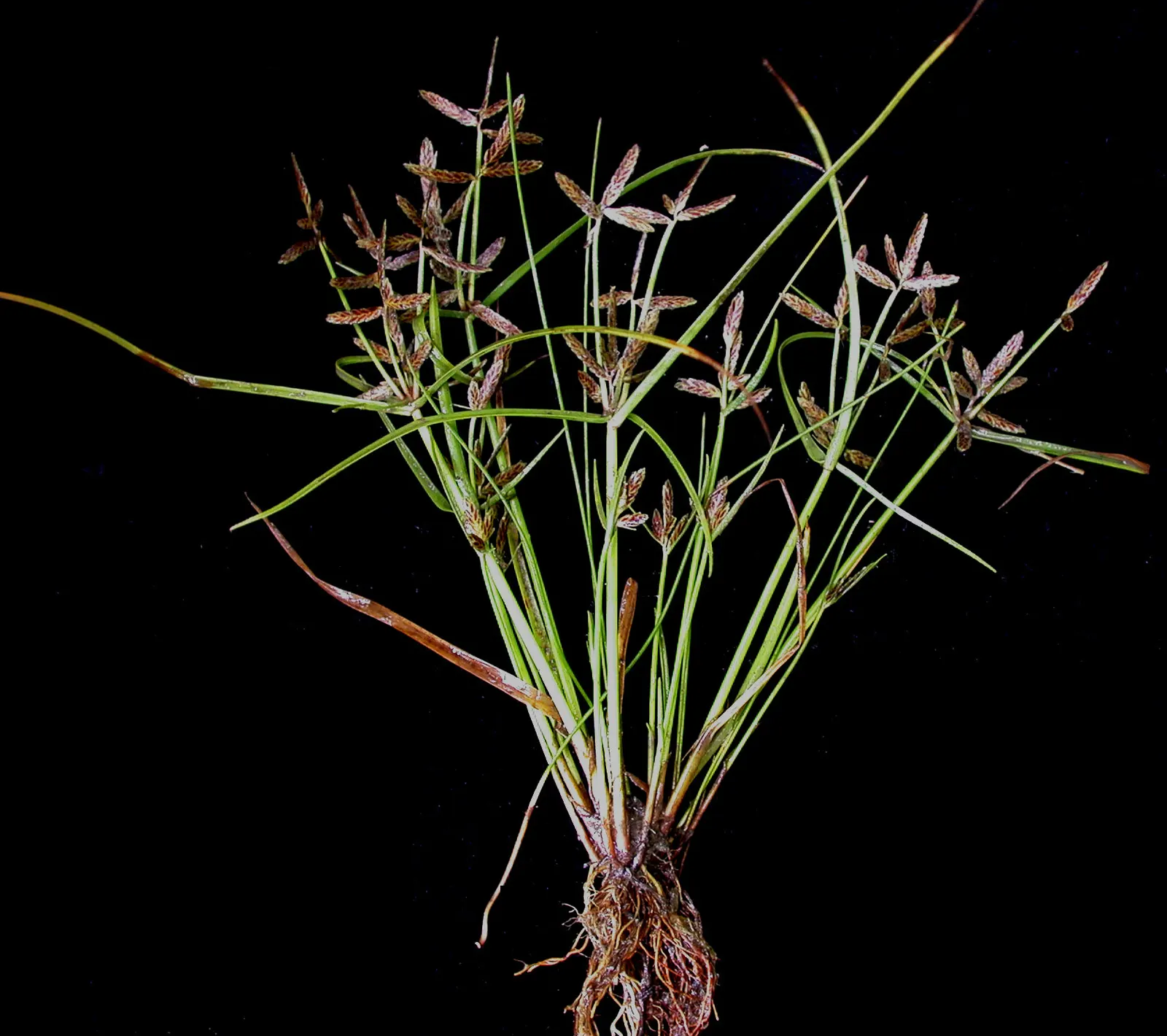 Slender Sedge (Carex Lasiocarpa) — Carex lasiocarpa maintains a narrow; slender Sedge (Carex lasiocarpa) shines in wetland aesthetics, image 97