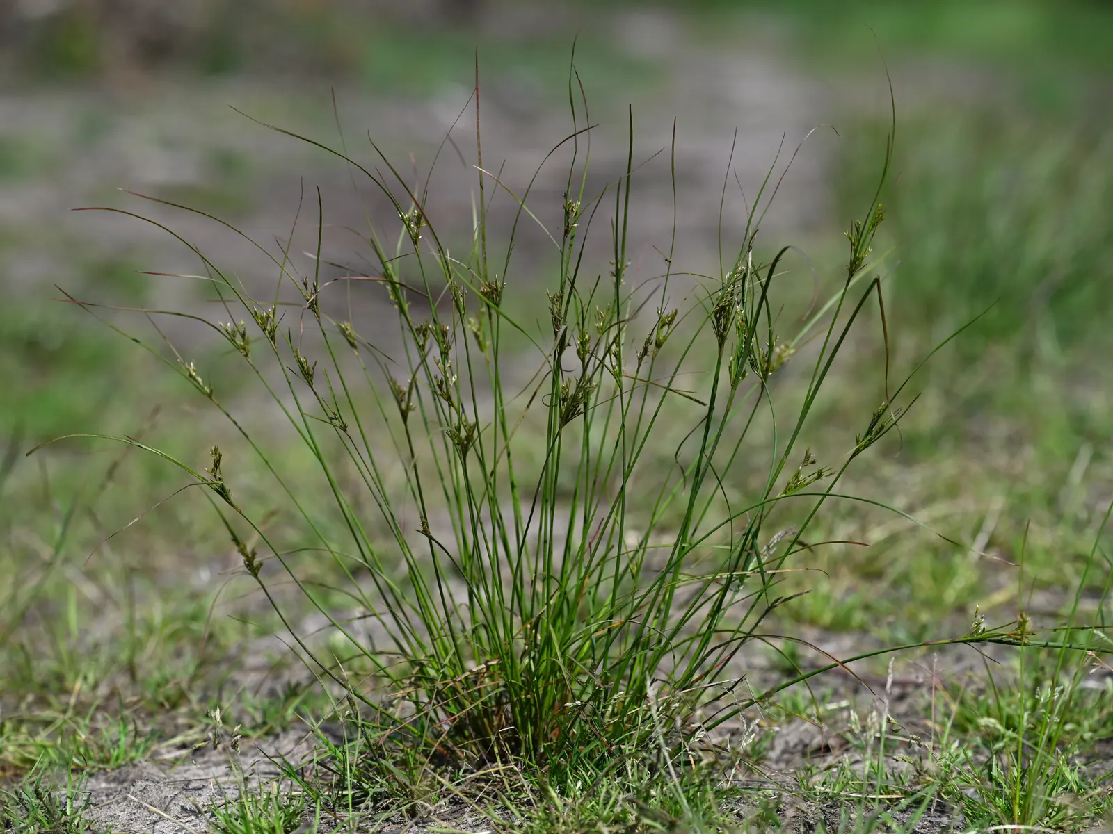 Slender Sedge (Carex Lasiocarpa) — which allows for elegant vertical accents within a moist garden setting.<br><br>Featuring fine-textured, image 71