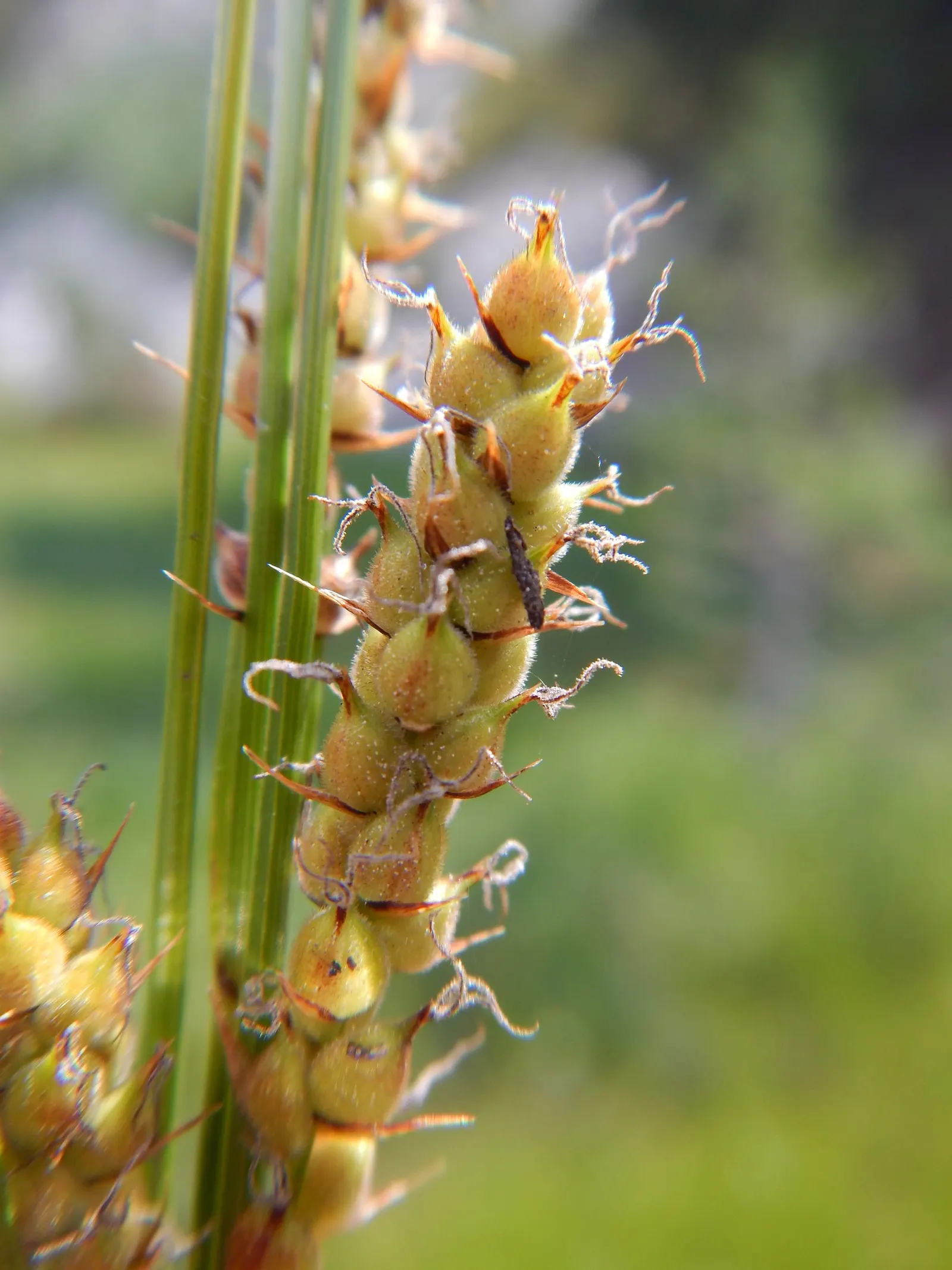 Slender Sedge (Carex Lasiocarpa) — Ideal for ecological, low-footprint designs; it produces inconspicuous brown flower spikes in late spring to, image 88