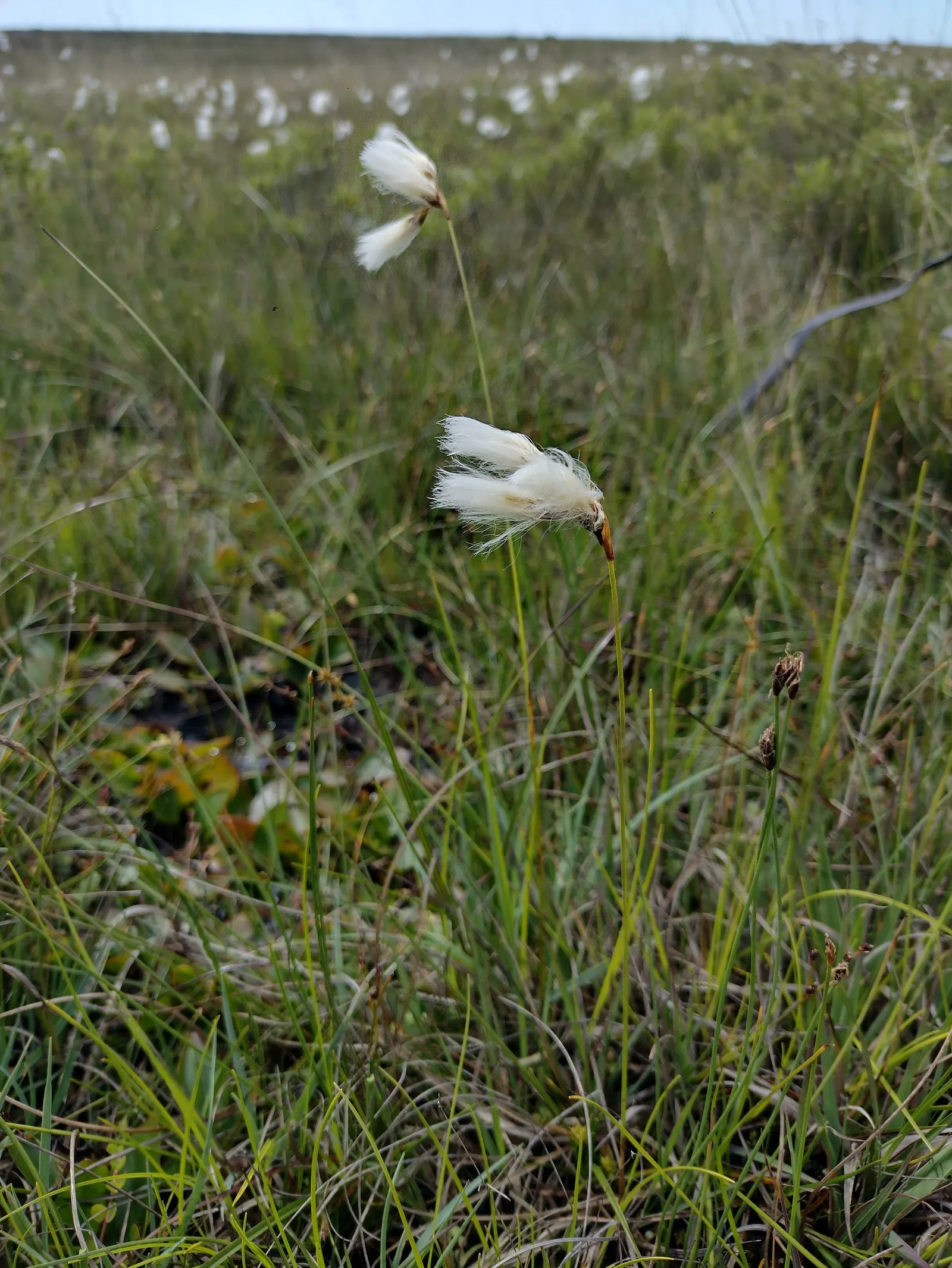 Slender Sedge (Carex Lasiocarpa) — This perennial sedge is native to northern regions and thrives in USDA zones 3 through 7; boggy soils and is even tolerant