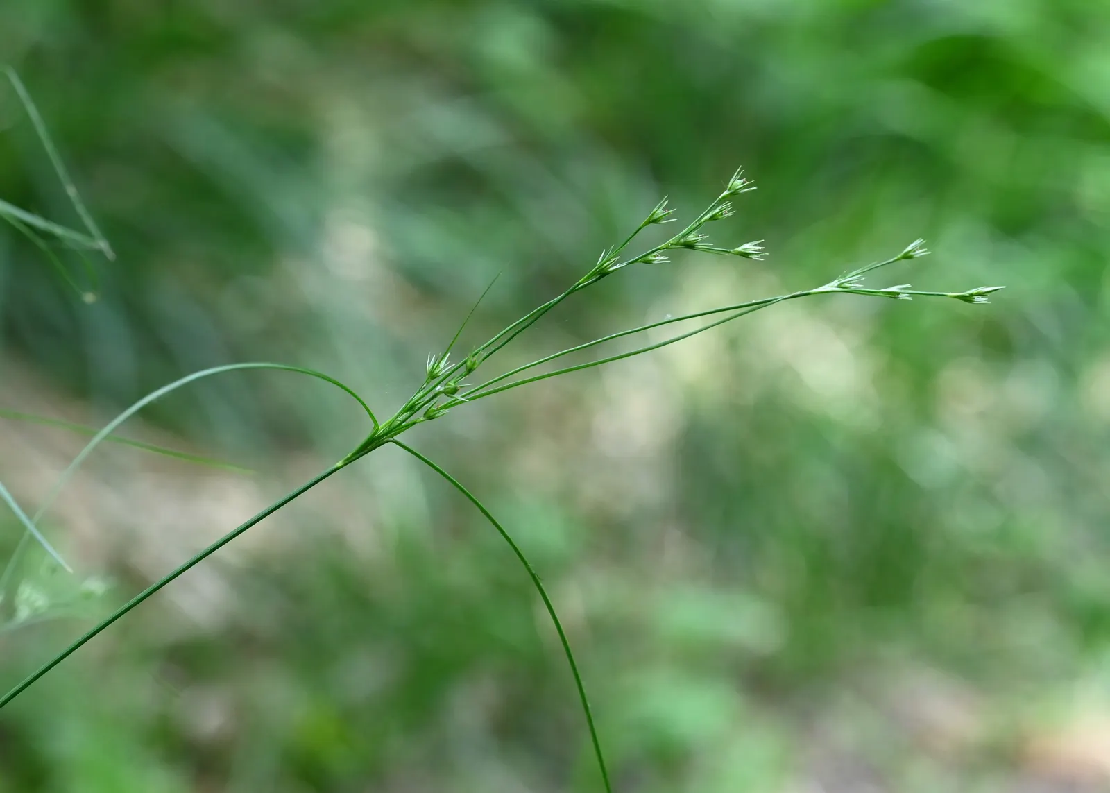 Slender Sedge (Carex Lasiocarpa) — which allows for elegant vertical accents within a moist garden setting.<br><br>Featuring fine-textured, image 125