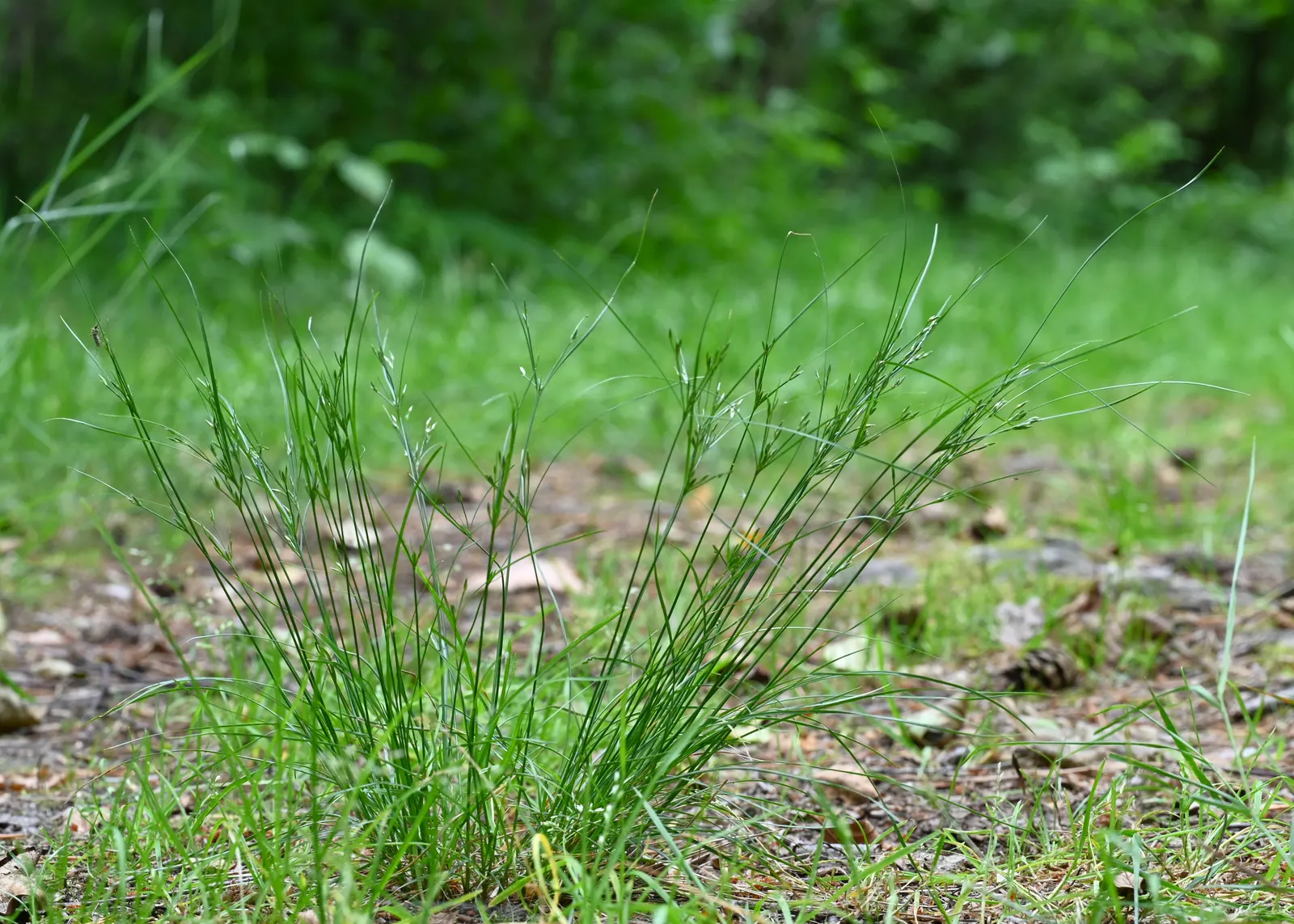 Slender Sedge (Carex Lasiocarpa) — boggy soils and is even tolerant of standing water; ideal for ecological, low-footprint designs, image 94