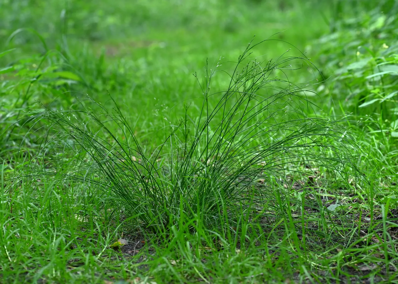 Slender Sedge (Carex Lasiocarpa) — is a captivating addition to any water garden or wetland landscape
