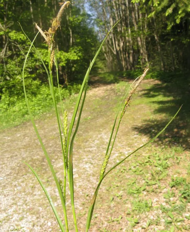 Slender Sedge (Carex Lasiocarpa) — Consider for natural water features, creating dense, graceful tufts, image 86