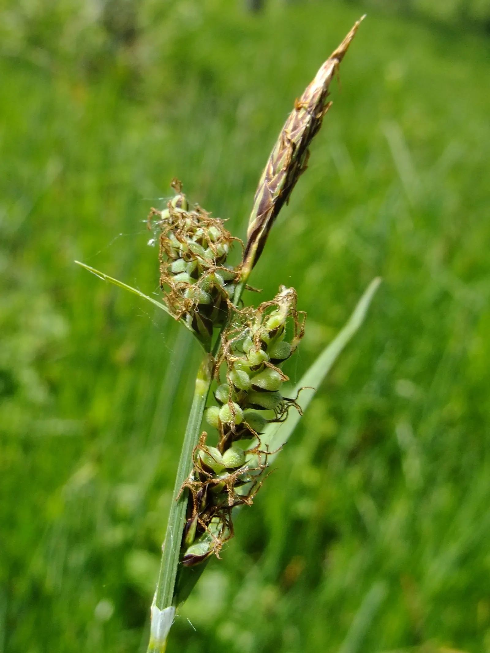 Slender Sedge (Carex Lasiocarpa) — green foliage with a slightly arching form; with a height reaching up to 2 to 3 feet and a spread of, image 126