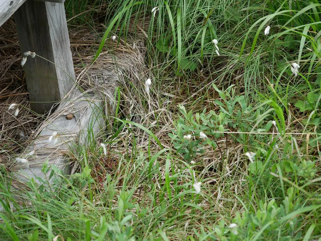 Slender Sedge (Carex Lasiocarpa) — Ideal for ecological, low-footprint designs