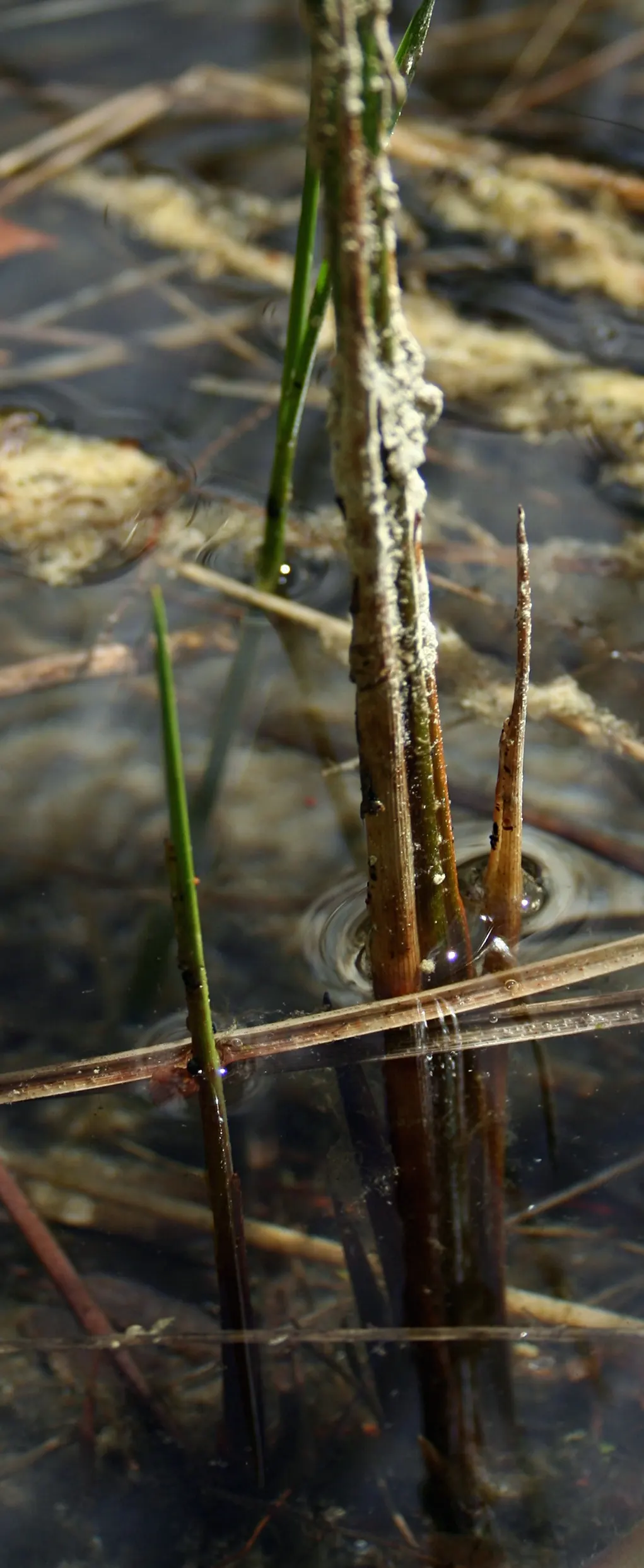 Slender Sedge (Carex Lasiocarpa) — is a captivating addition to any water garden or wetland landscape; minimal maintenance; clip old growth in spring