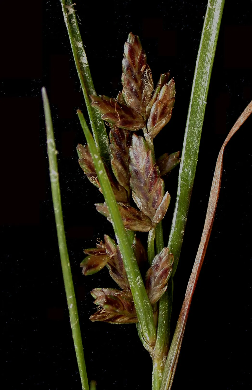 Slender Sedge (Carex Lasiocarpa) — These subtle inflorescences add a touch of visual interest without overshadowing companion plants; thriving in, image 101