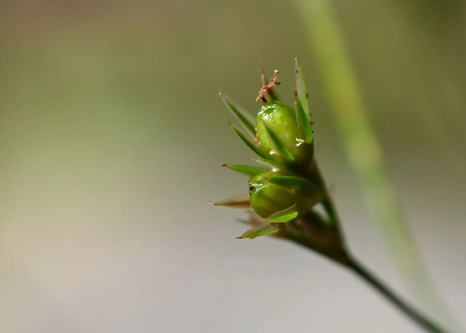 Slender Sedge (Carex Lasiocarpa) — green foliage with a slightly arching form; with a height reaching up to 2 to 3 feet and a spread of approximately 1 to 2
