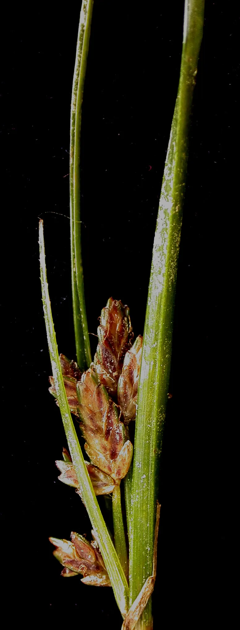 Slender Sedge (Carex Lasiocarpa) — This perennial sedge is native to northern regions and thrives in USDA zones 3 through 7