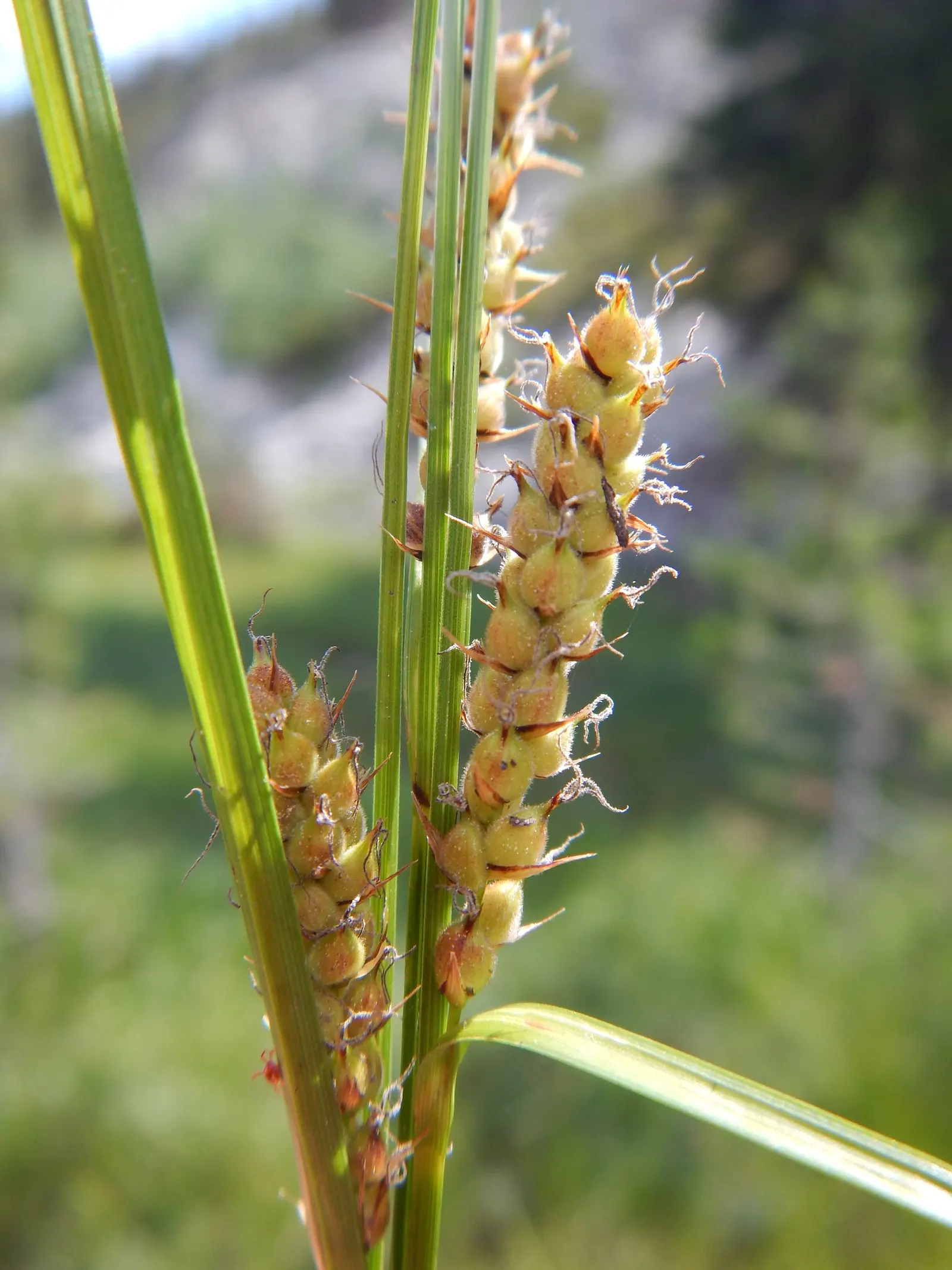 Slender Sedge (Carex Lasiocarpa) — scientifically known as Carex lasiocarpa; grass / ground cover with white blooms, image 62