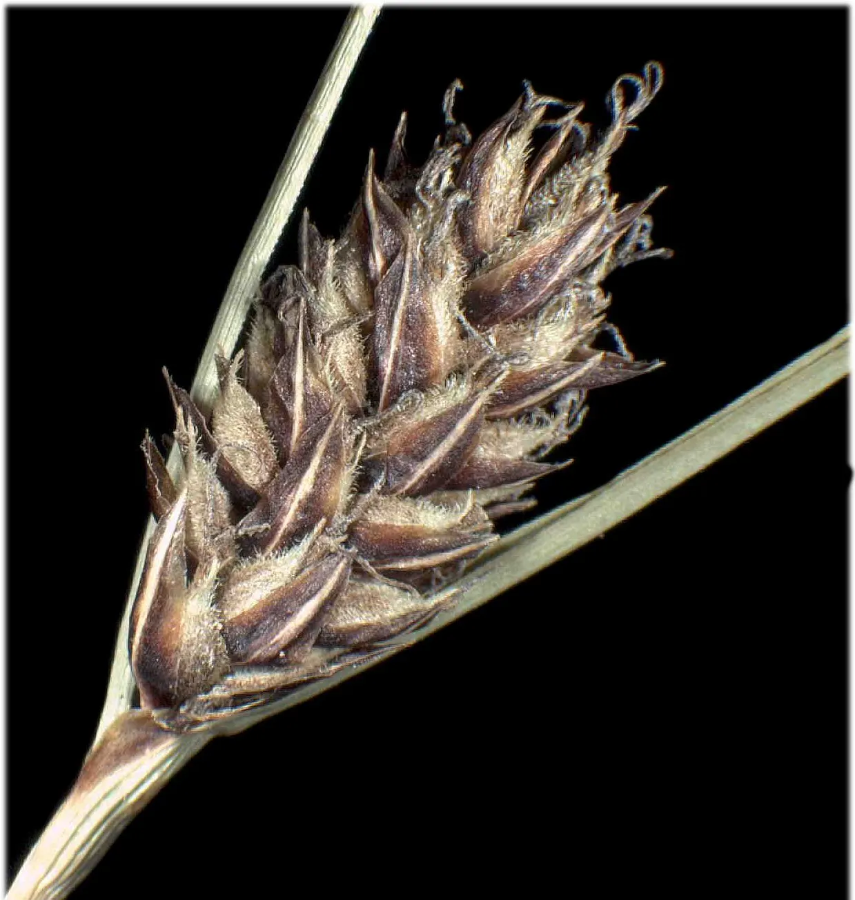 Slender Sedge (Carex Lasiocarpa) — Its delicate, fine-textured foliage reaches up to 3 feet high, spreading 1-2 feet; green foliage with a slightly arching form
