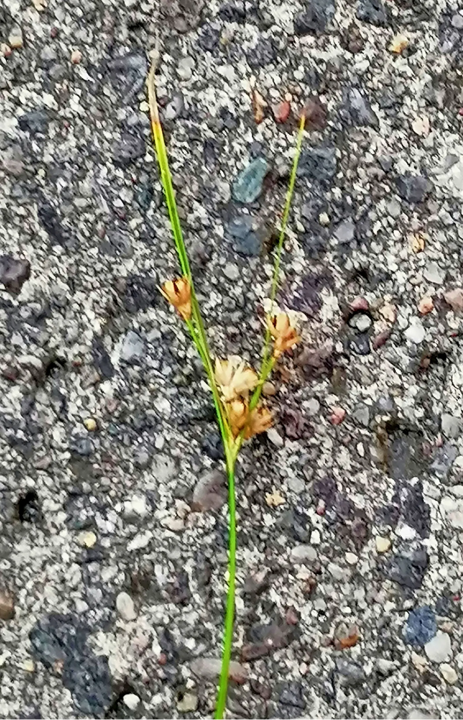 Slender Sedge (Carex Lasiocarpa) — Minimal maintenance; clip old growth in spring; the Slender Sedge flourishes when planted in full to partial sun, image 87