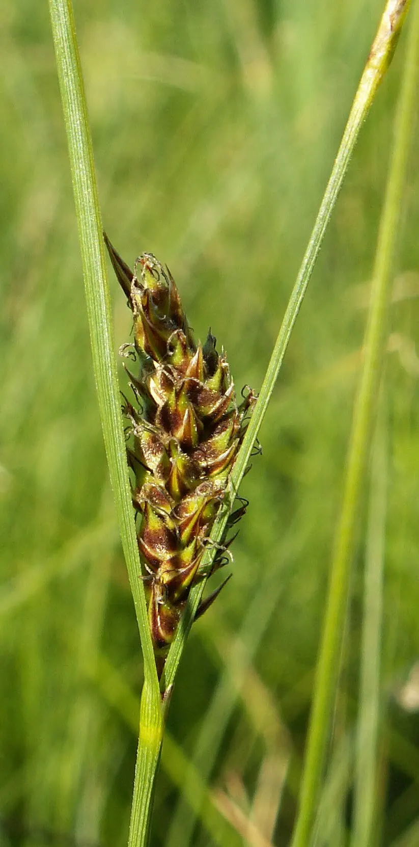 Slender Sedge (Carex Lasiocarpa) — making it highly suitable for pond edges and rain gardens, image 41