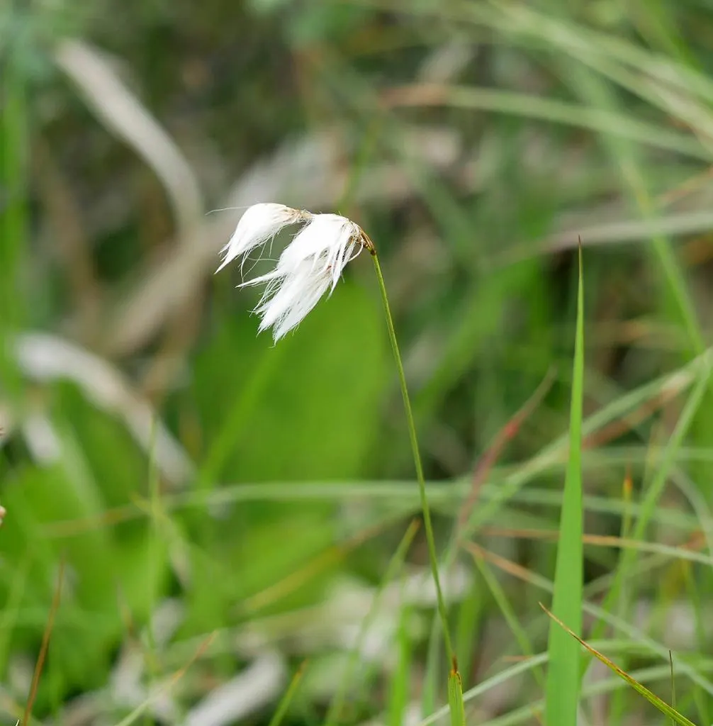 Slender Sedge (Carex Lasiocarpa) — Carex lasiocarpa maintains a narrow; slender Sedge (Carex lasiocarpa) shines in wetland aesthetics