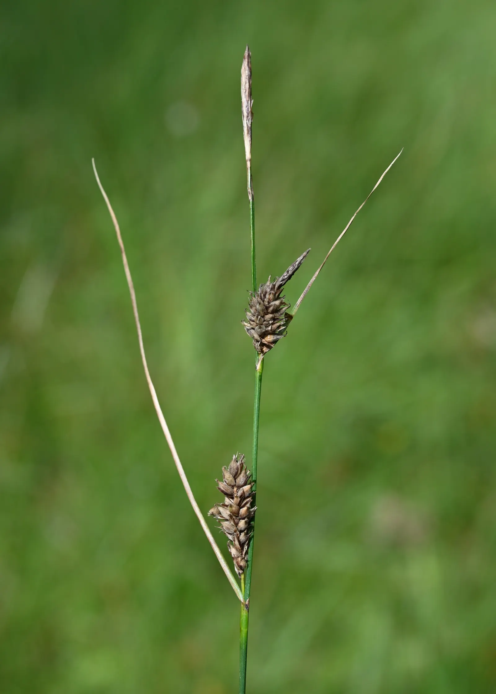 Slender Sedge (Carex Lasiocarpa) — Ideal for ecological, low-footprint designs; it produces inconspicuous brown flower spikes in late spring to, image 61