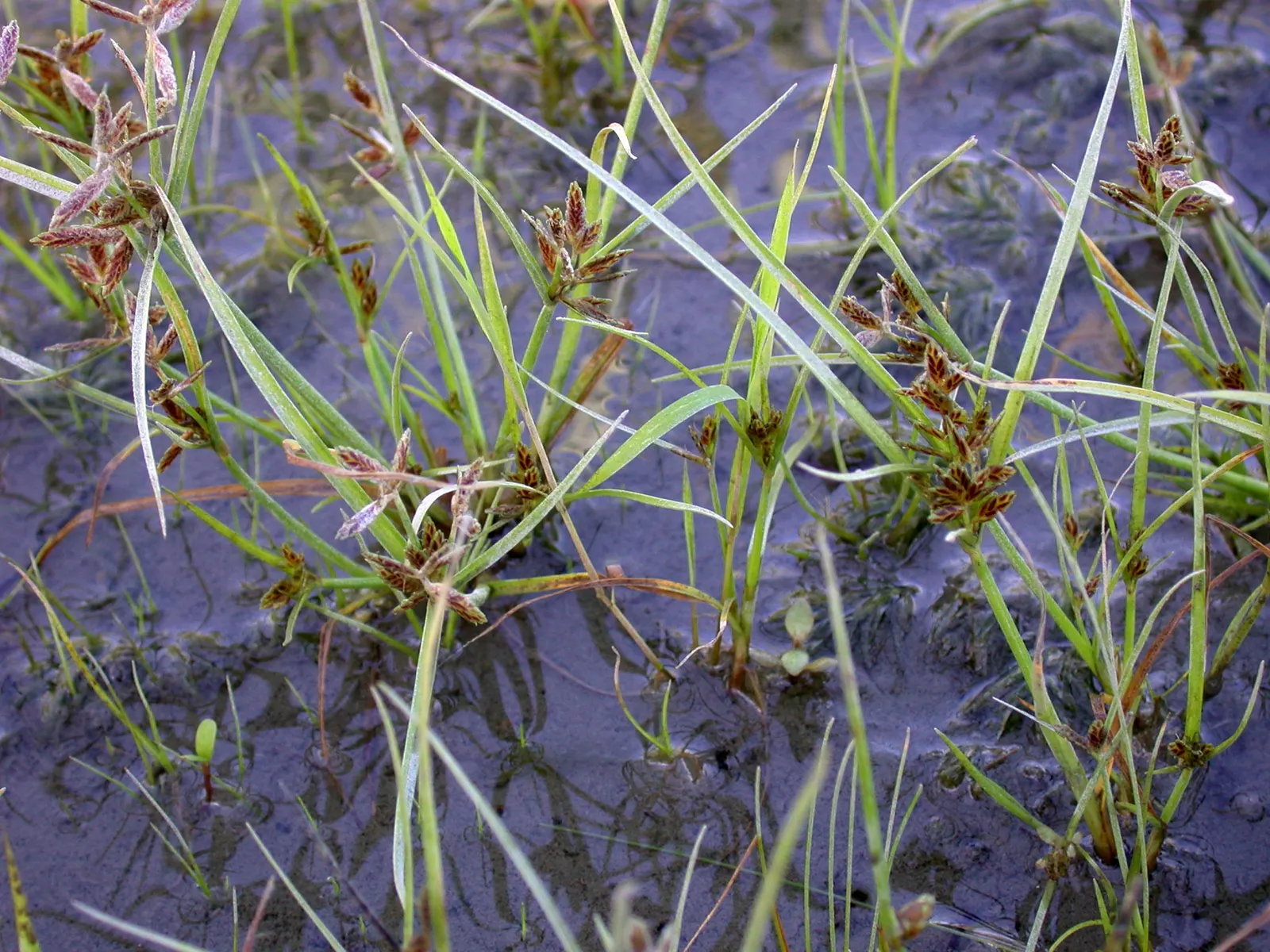 Slender Sedge (Carex Lasiocarpa) — white flowers in the garden; this perennial sedge is native to northern regions and thrives in USDA zones 3, image 79