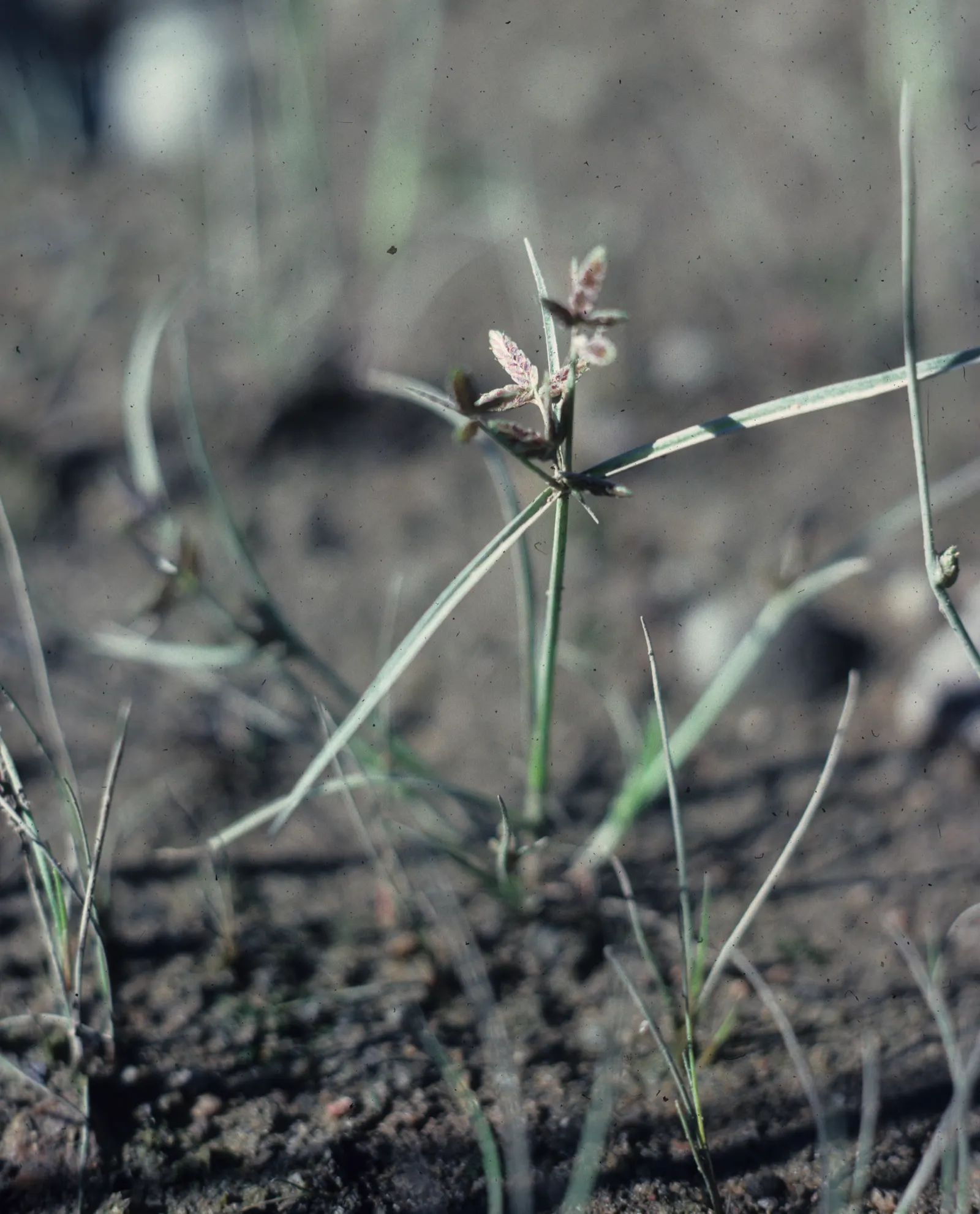 Slender Sedge (Carex Lasiocarpa) — thriving in moist soils (pH 5.8-7.2) with full to partial sun; showcasing its adaptive resilience to colder