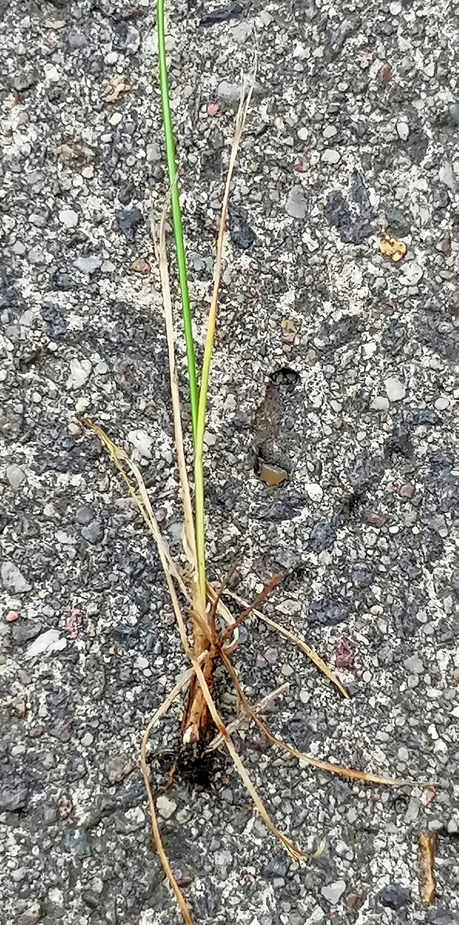 Slender Sedge (Carex Lasiocarpa) — Ideal for ecological, low-footprint designs; it produces inconspicuous brown flower spikes in late spring to, image 115