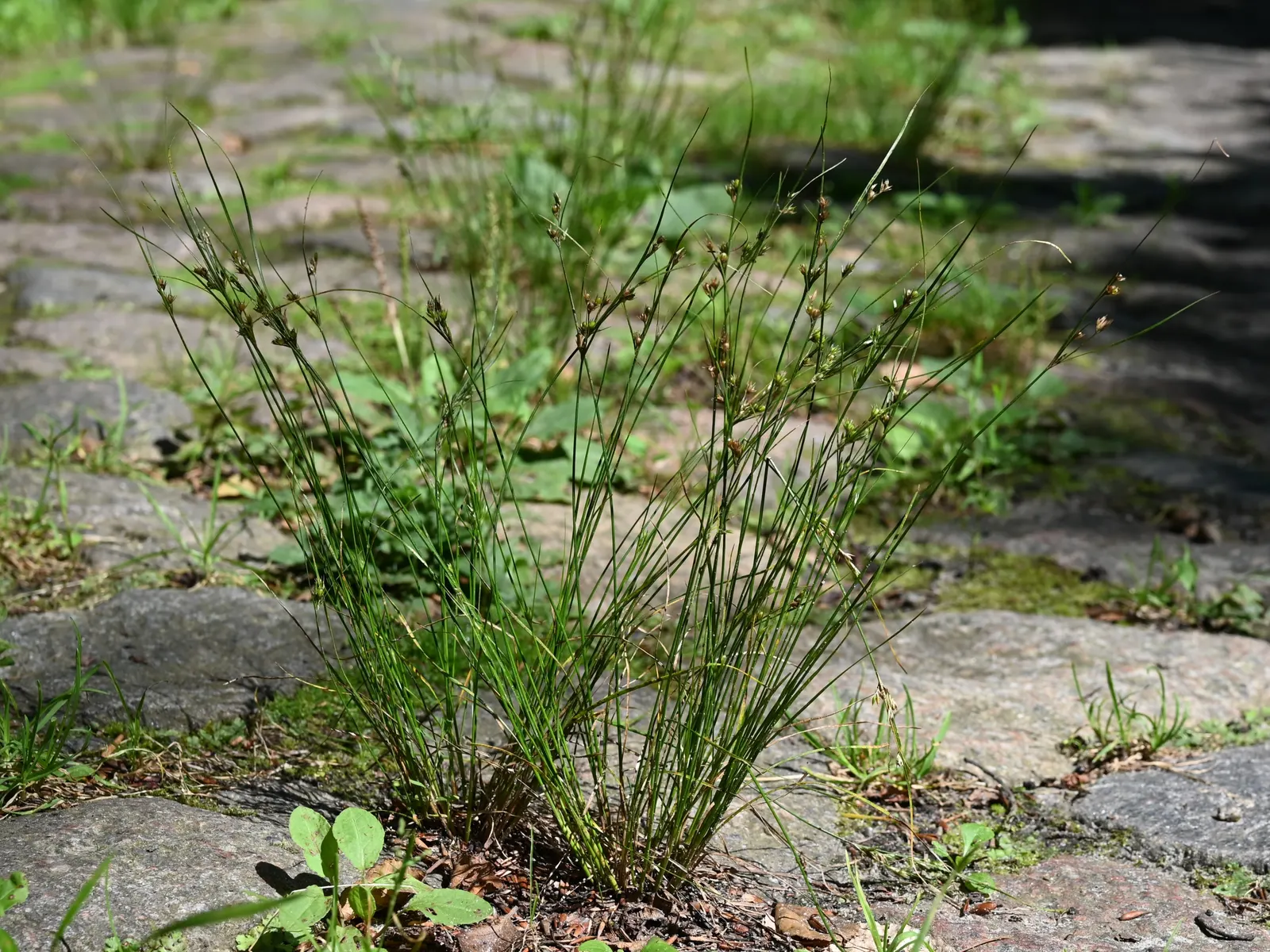 Slender Sedge (Carex Lasiocarpa) — Carex lasiocarpa is an ideal choice for naturalistic designs that aim to create a serene, image 50