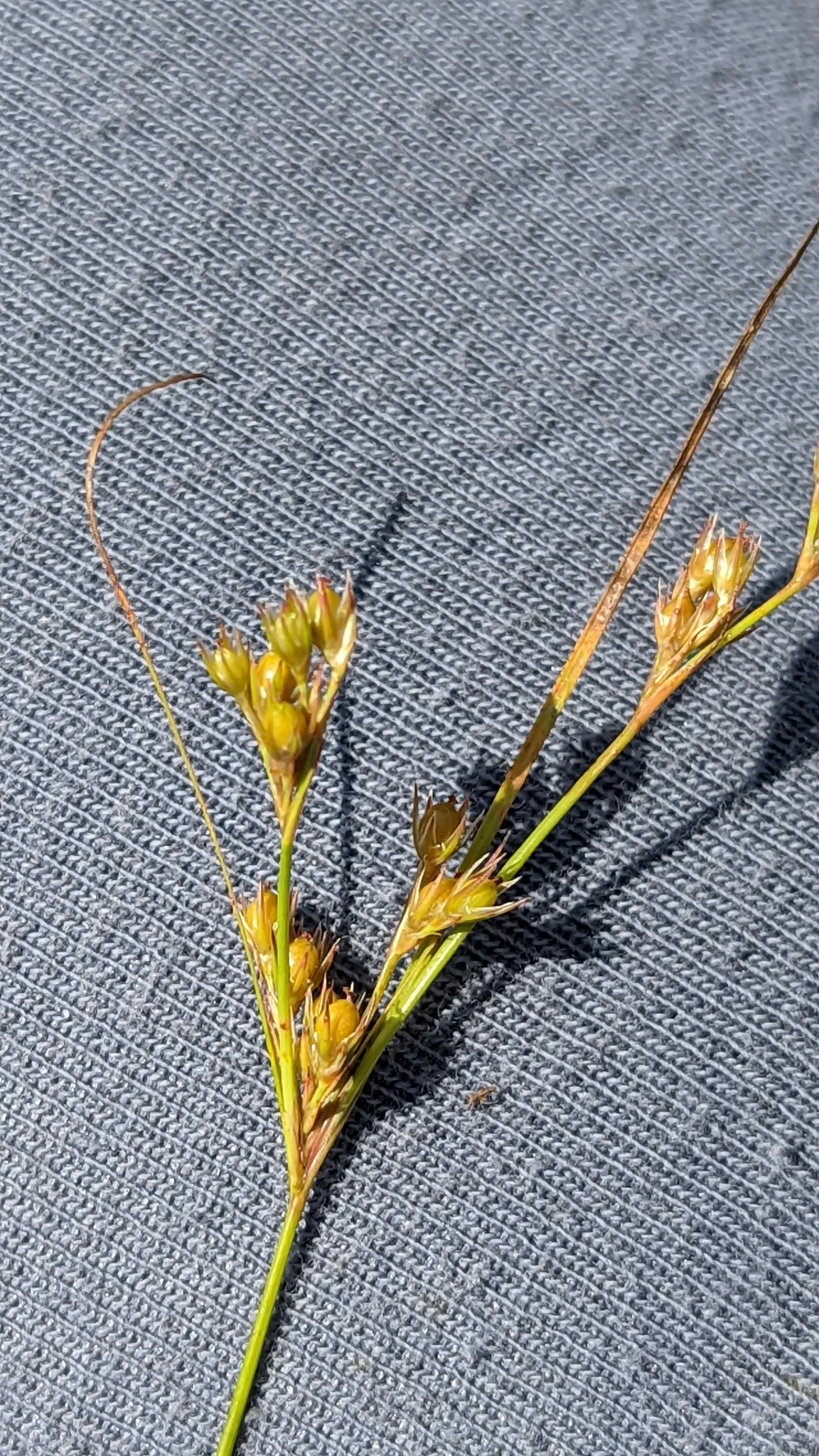 Slender Sedge (Carex Lasiocarpa) — This perennial sedge is native to northern regions and thrives in USDA zones 3 through 7; boggy soils and is, image 64