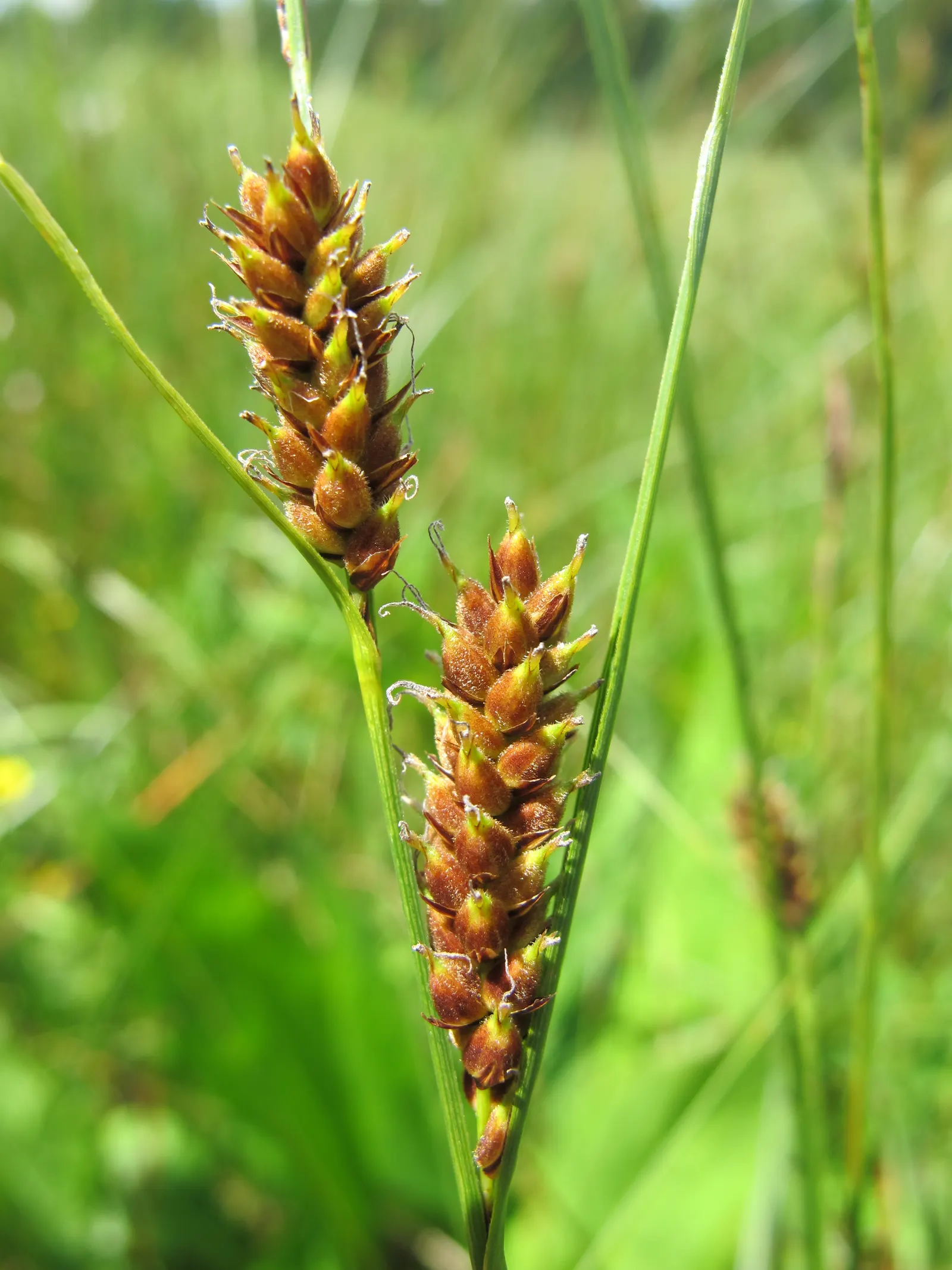 Slender Sedge (Carex Lasiocarpa) — thriving in moist soils (pH 5.8-7.2) with full to partial sun; showcasing its adaptive resilience to colder, image 83