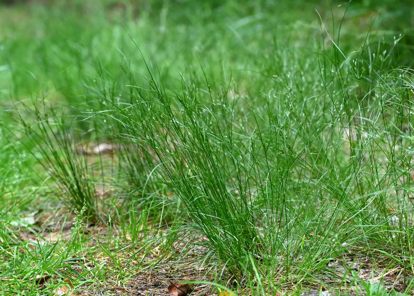 Slender Sedge (Carex Lasiocarpa) — white flowers in the garden; this perennial sedge is native to northern regions and thrives in USDA zones 3, image 106