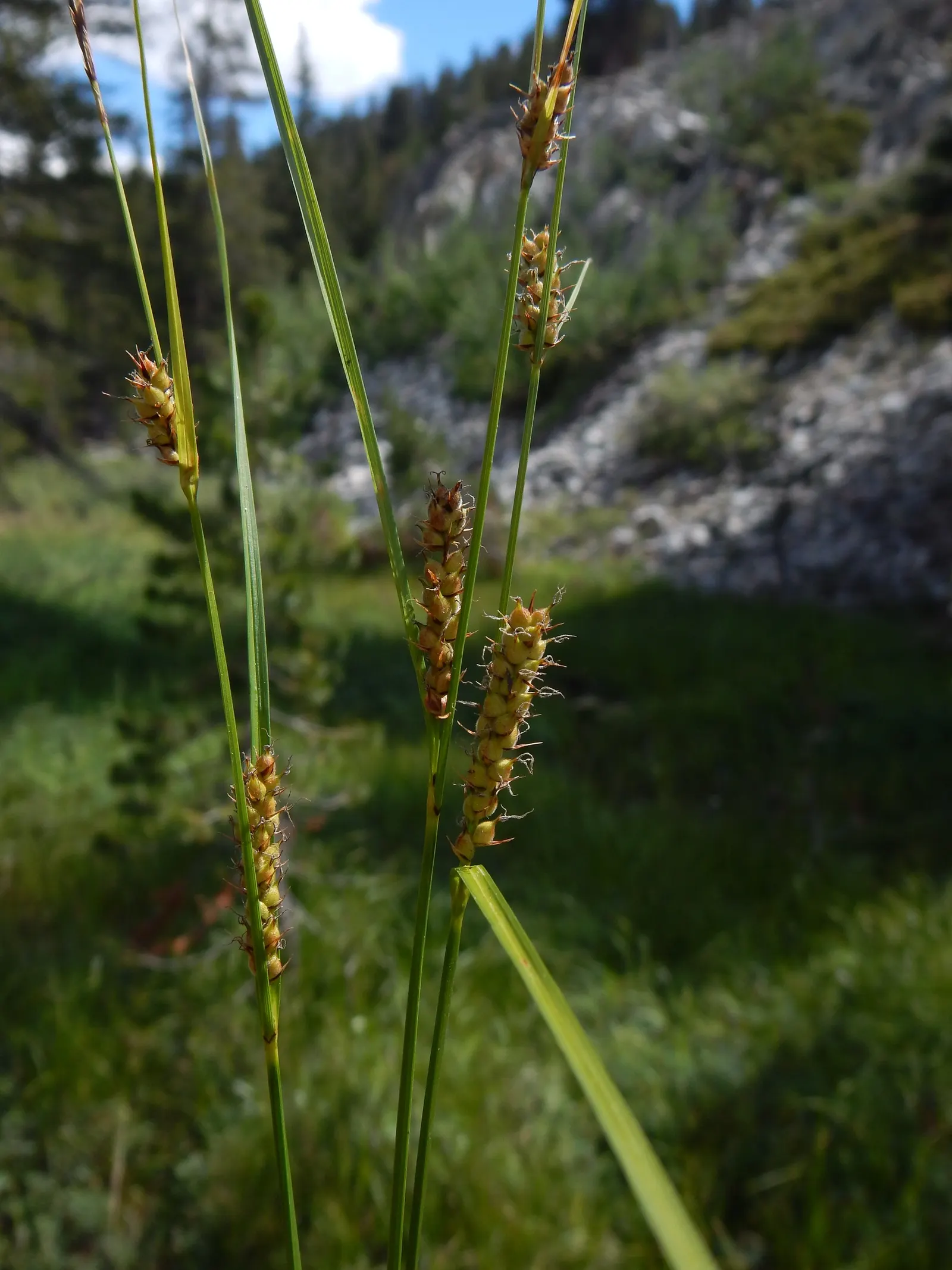 Slender Sedge (Carex Lasiocarpa) — With a height reaching up to 2 to 3 feet and a spread of approximately 1 to 2 feet; the Slender Sedge's foliage, image 69