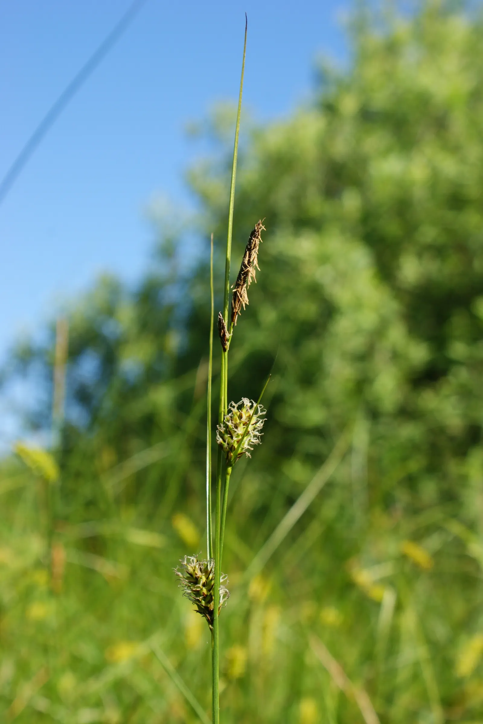 Slender Sedge (Carex Lasiocarpa) — The Slender Sedge's foliage turns a coppery-brown as the season progresses into autumn