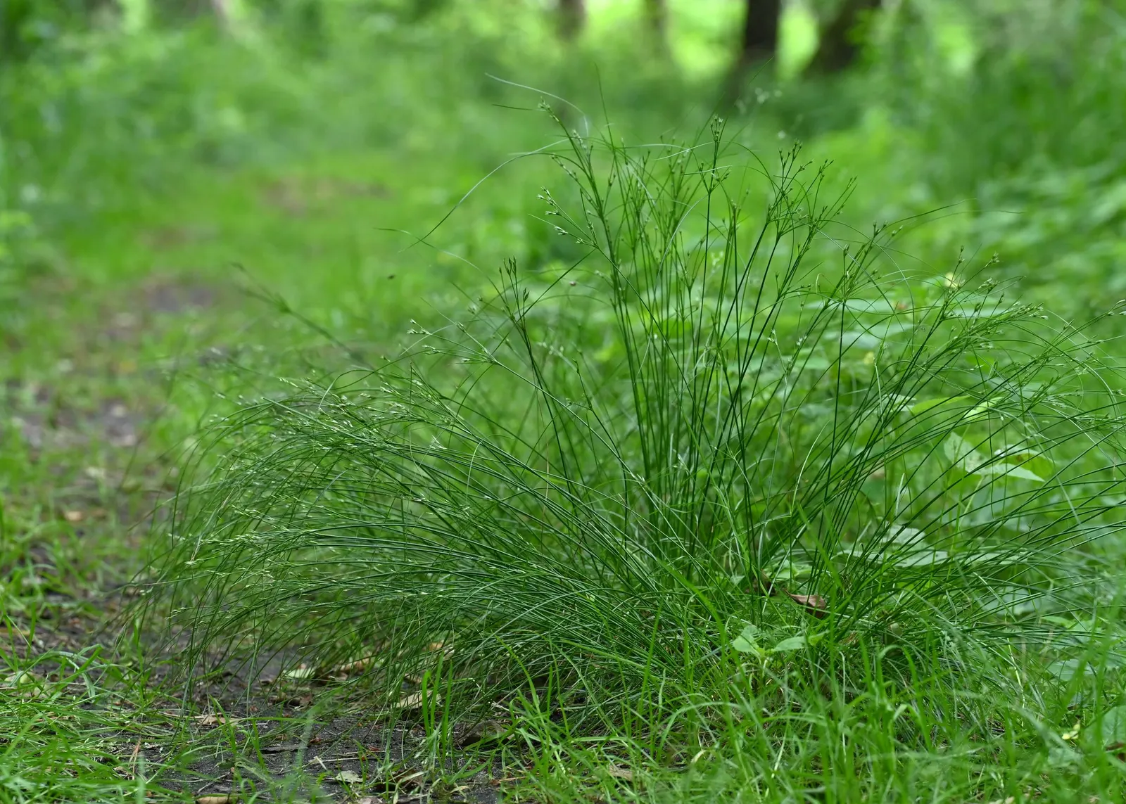 Slender Sedge (Carex Lasiocarpa) — it produces inconspicuous brown flower spikes in late spring to early summer
