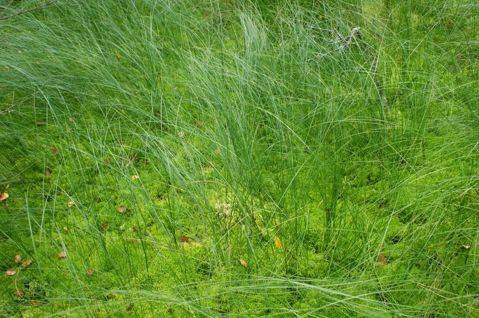 Slender Sedge (Carex Lasiocarpa) — thriving in moist soils (pH 5.8-7.2) with full to partial sun