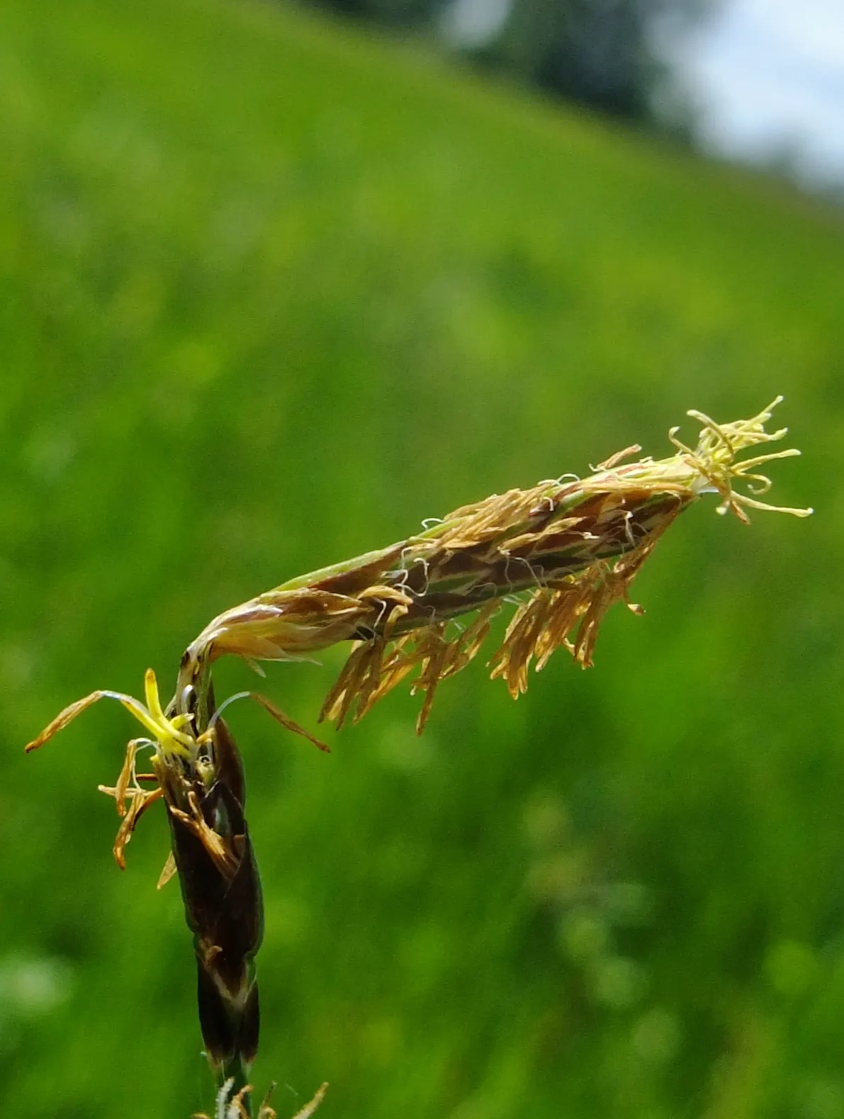 Slender Sedge (Carex Lasiocarpa) — showcasing its adaptive resilience to colder climates.<br><br>Typically found in marshy conditions; these subtle, image 119
