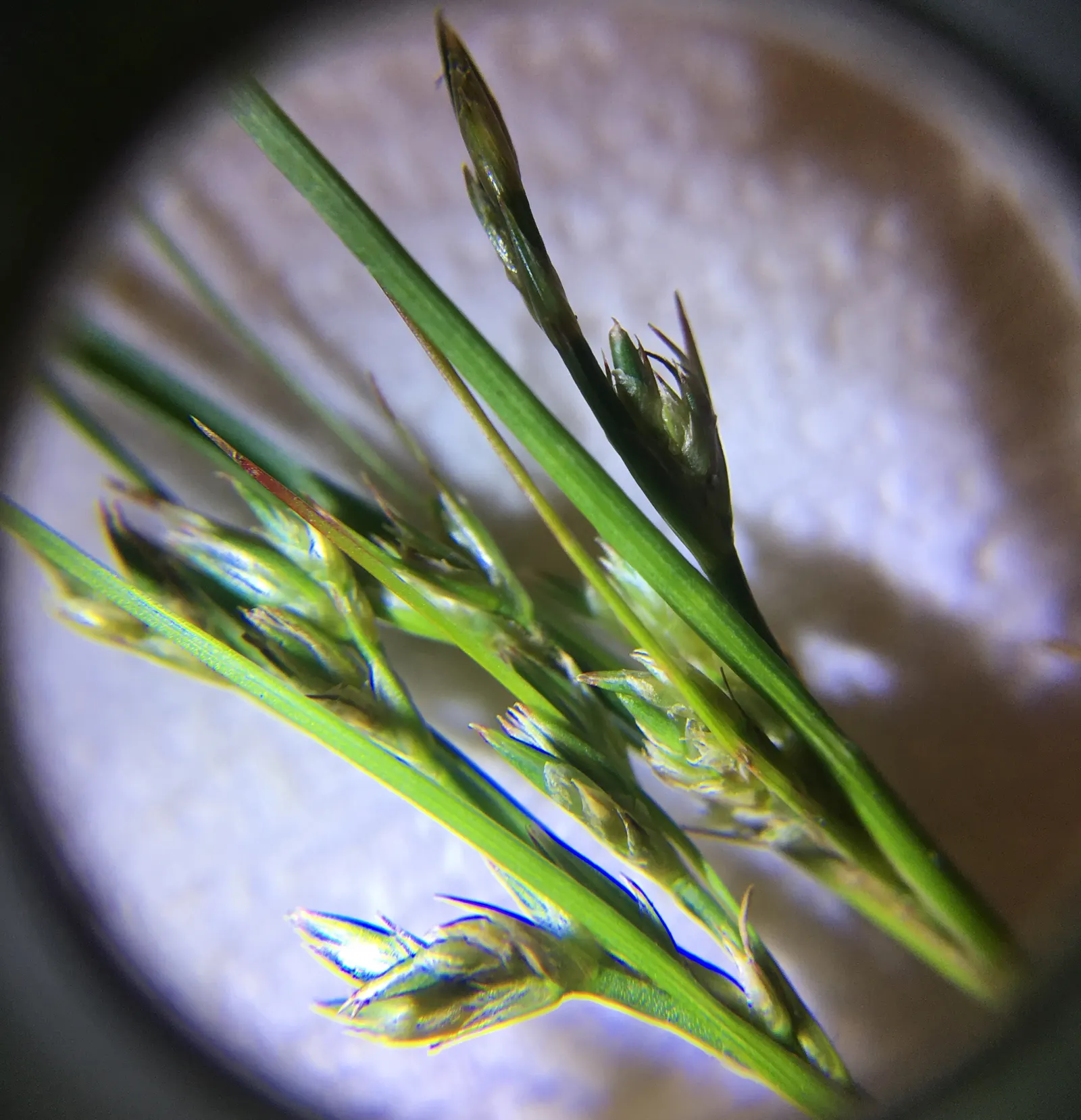 Slender Sedge (Carex Lasiocarpa) — Minimal maintenance; clip old growth in spring; the Slender Sedge flourishes when planted in full to partial sun exposure