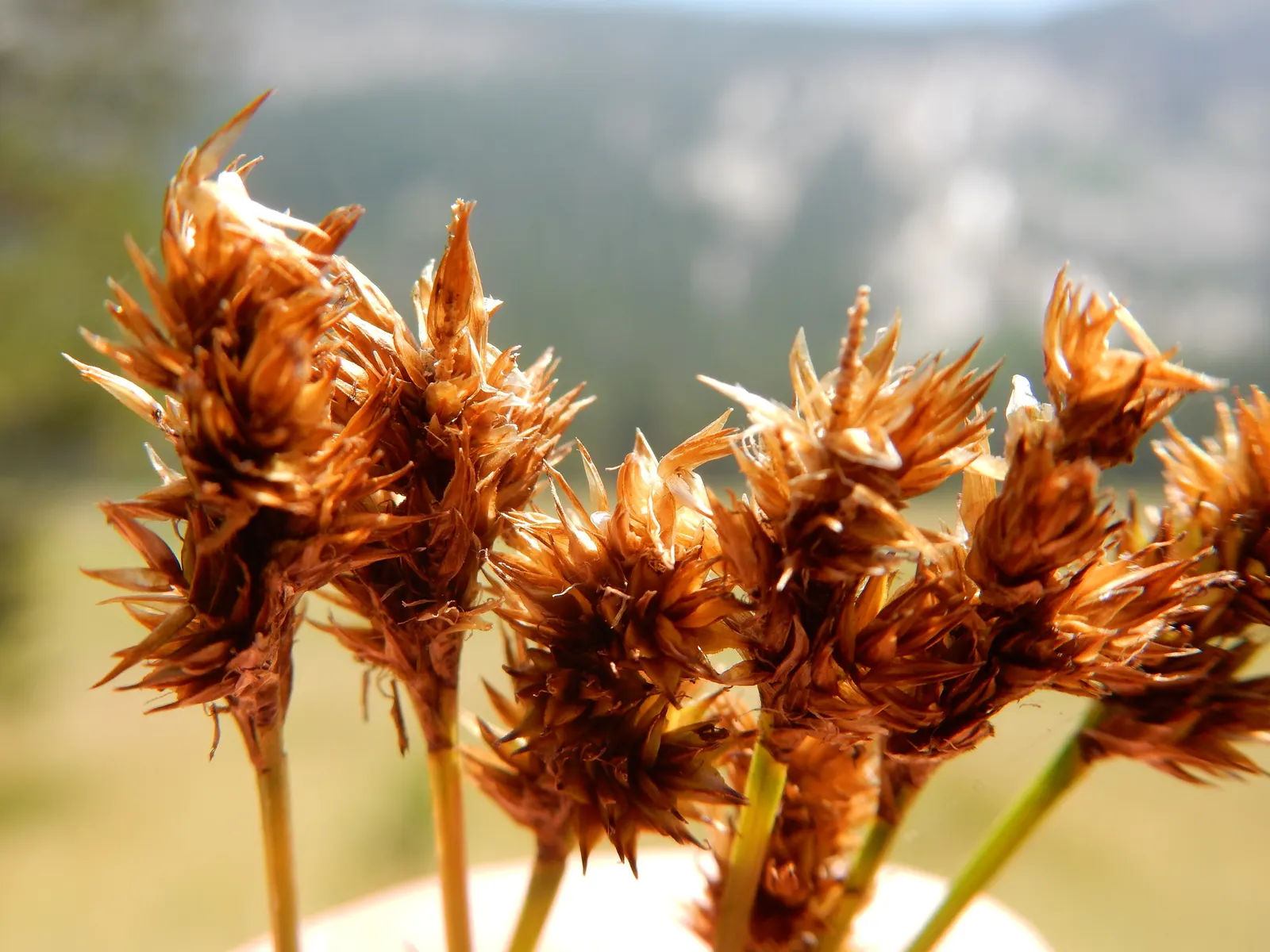 Slender Sedge (Carex Lasiocarpa) — Winter-hardy (zones 3-7), with feathery seed heads adding summer allure; white flowers in the garden