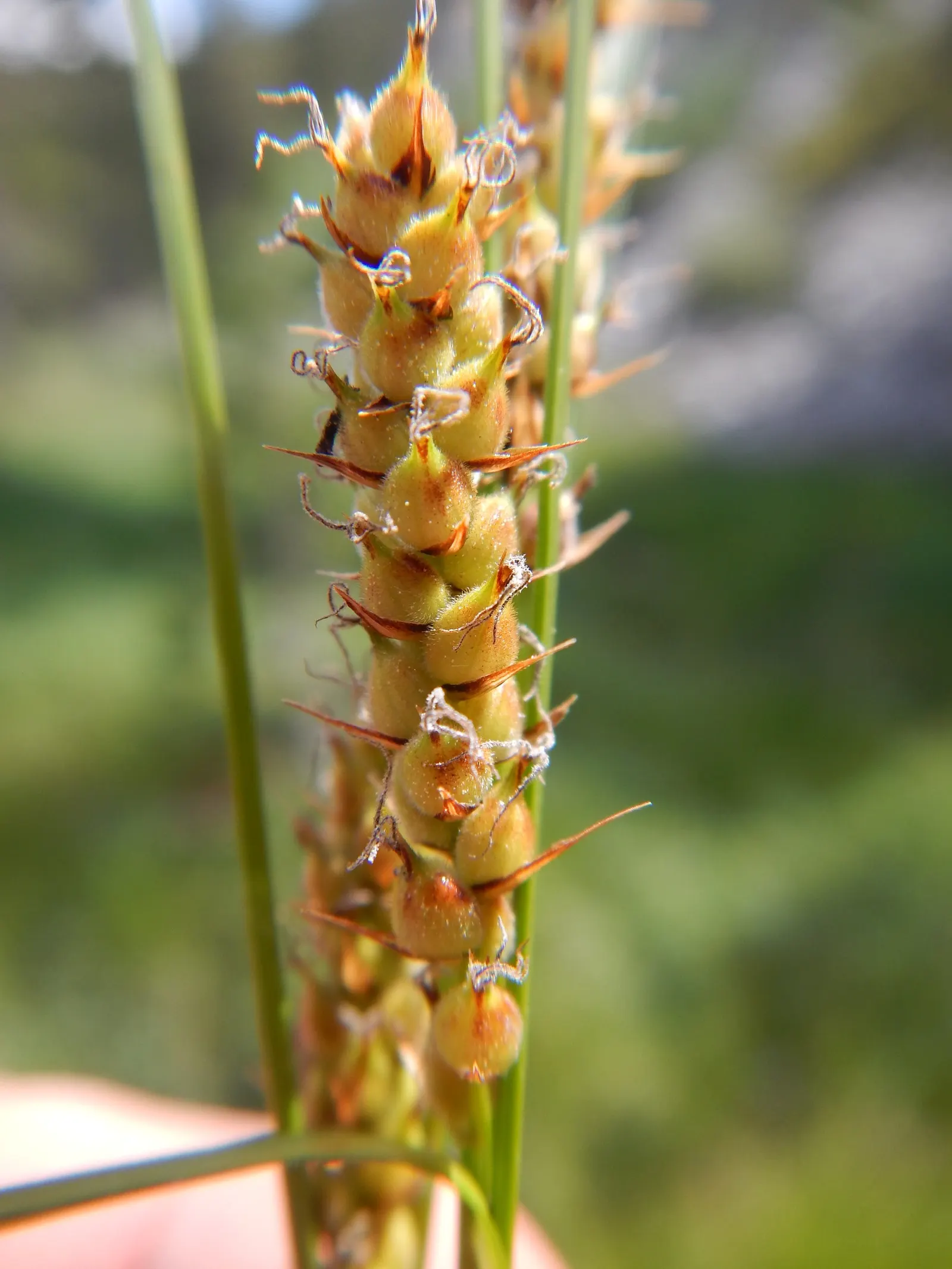 Slender Sedge (Carex Lasiocarpa) — With a height reaching up to 2 to 3 feet and a spread of approximately 1 to 2 feet
