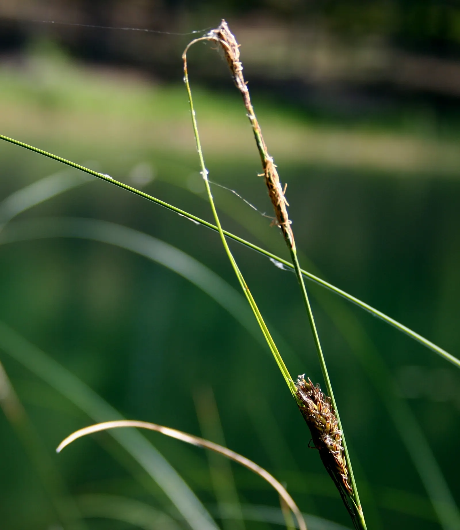Slender Sedge (Carex Lasiocarpa) — Winter-hardy (zones 3-7), with feathery seed heads adding summer allure