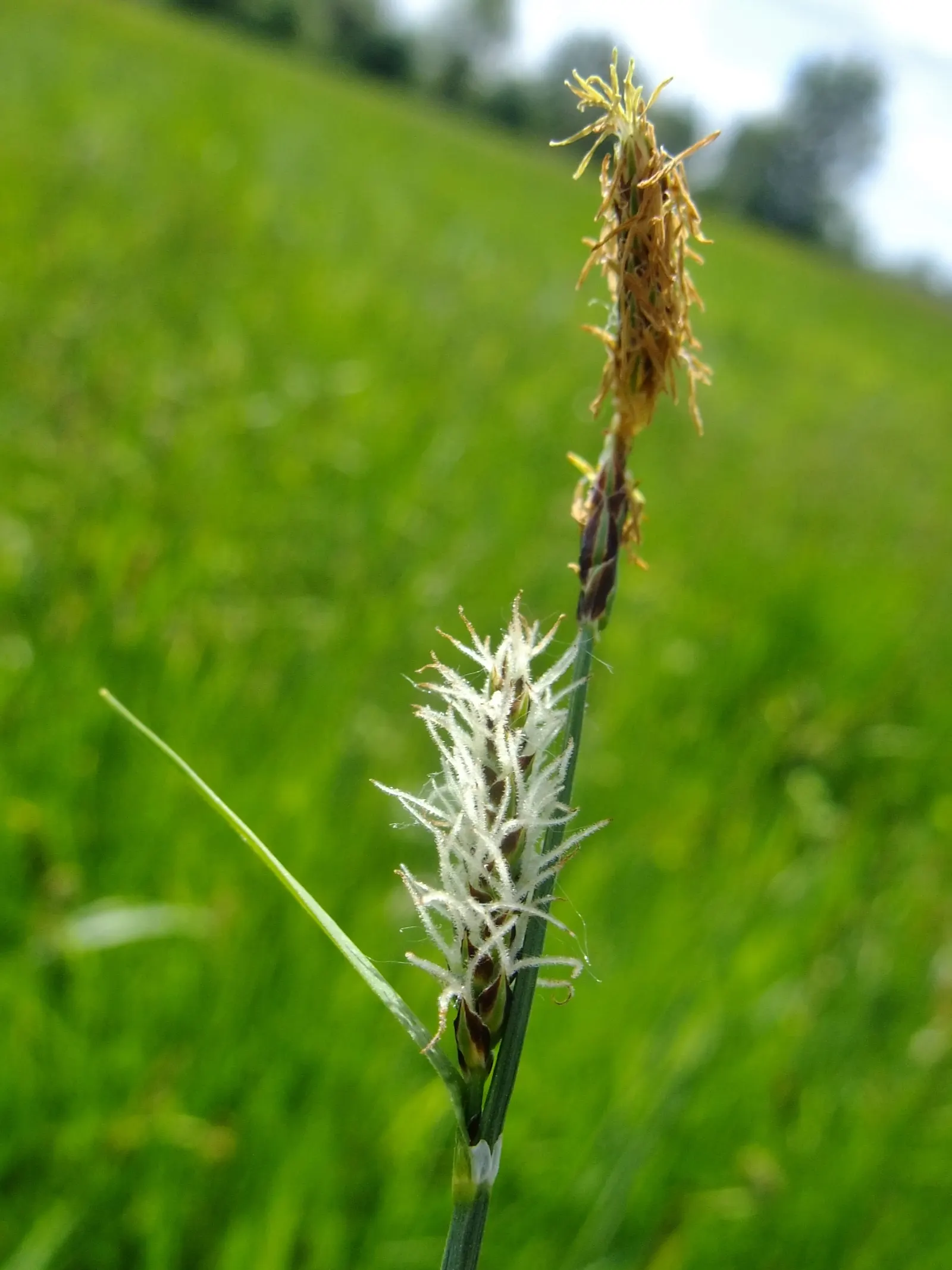 Slender Sedge (Carex Lasiocarpa) — Consider for natural water features, creating dense, graceful tufts