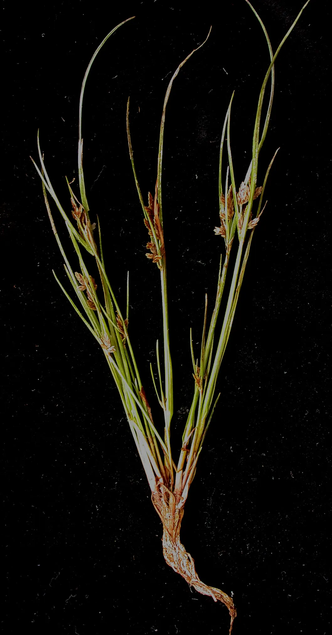 Slender Sedge (Carex Lasiocarpa) — The Slender Sedge's foliage turns a coppery-brown as the season progresses into autumn; is a captivating, image 129
