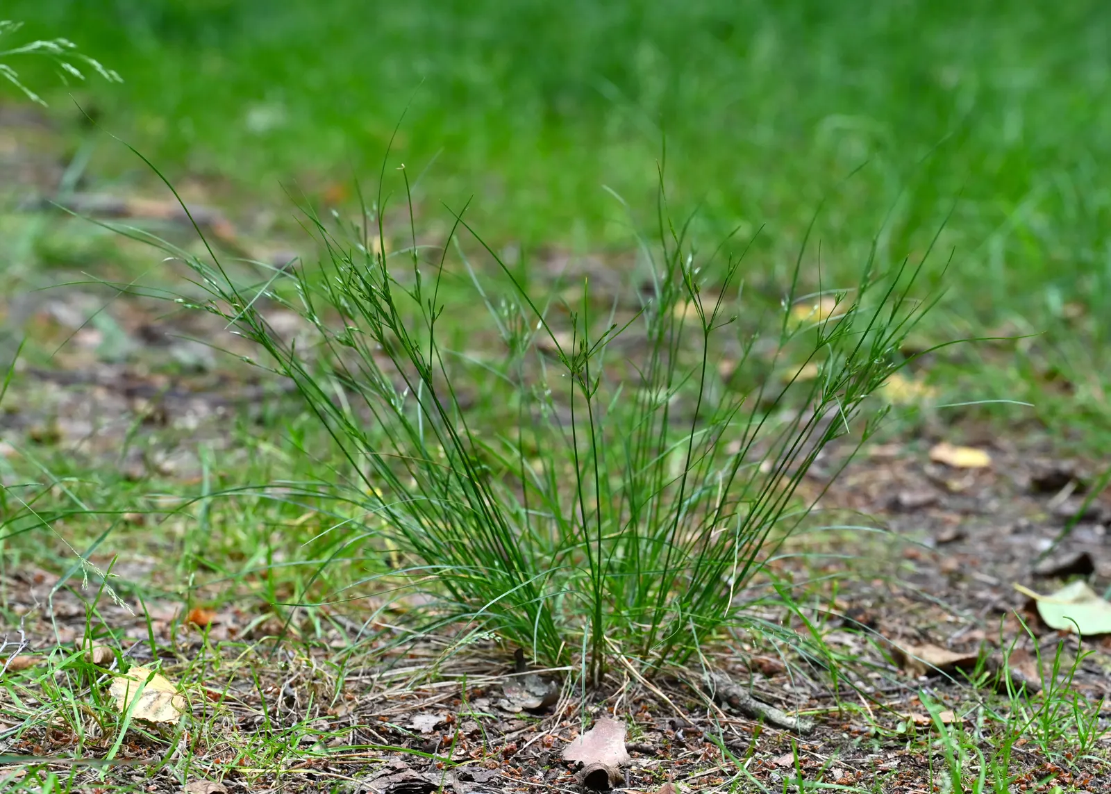 Slender Sedge (Carex Lasiocarpa) — Ideal for ecological, low-footprint designs; it produces inconspicuous brown flower spikes in late spring to early summer