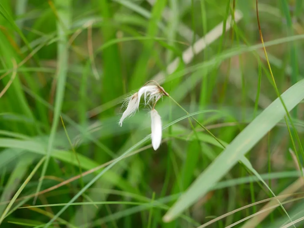 Slender Sedge (Carex Lasiocarpa) — Slender Sedge (Carex lasiocarpa) shines in wetland aesthetics; winter-hardy (zones 3-7), with feathery seed heads adding