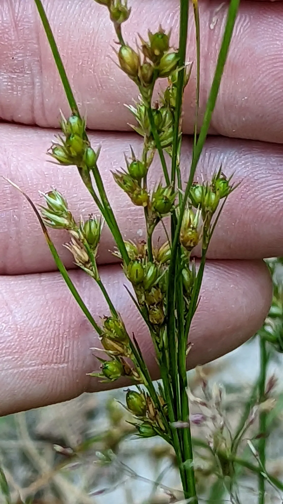 Slender Sedge (Carex Lasiocarpa) — Slender Sedge (Carex lasiocarpa) shines in wetland aesthetics; winter-hardy (zones 3-7), with feathery seed, image 82