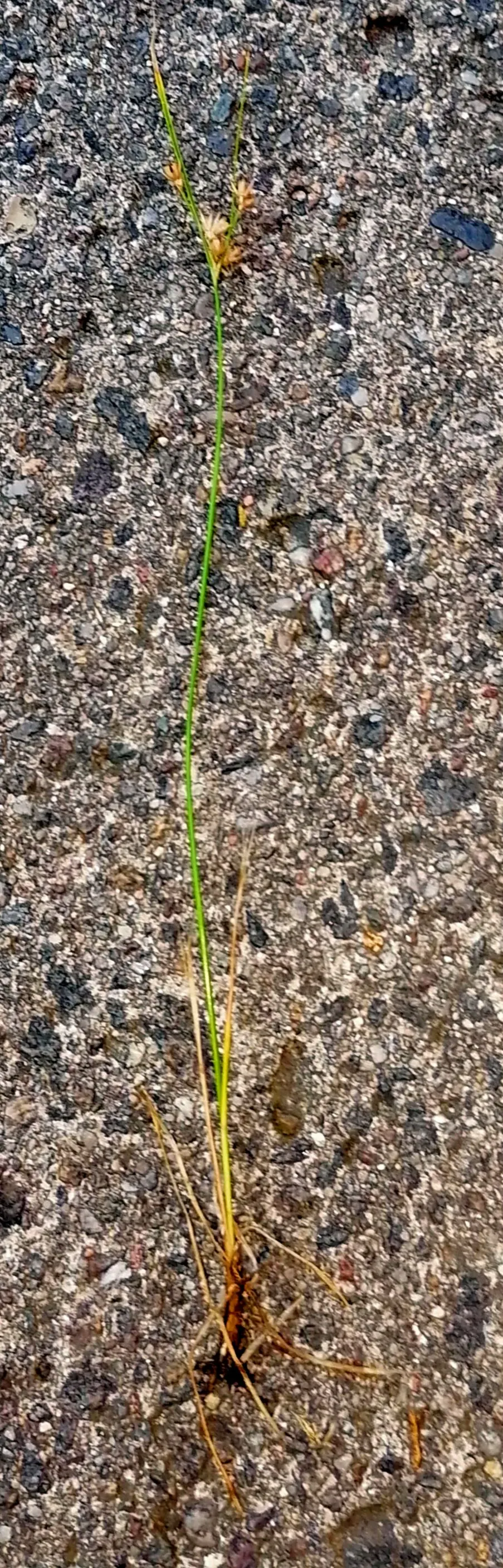Slender Sedge (Carex Lasiocarpa) — making it highly suitable for pond edges and rain gardens